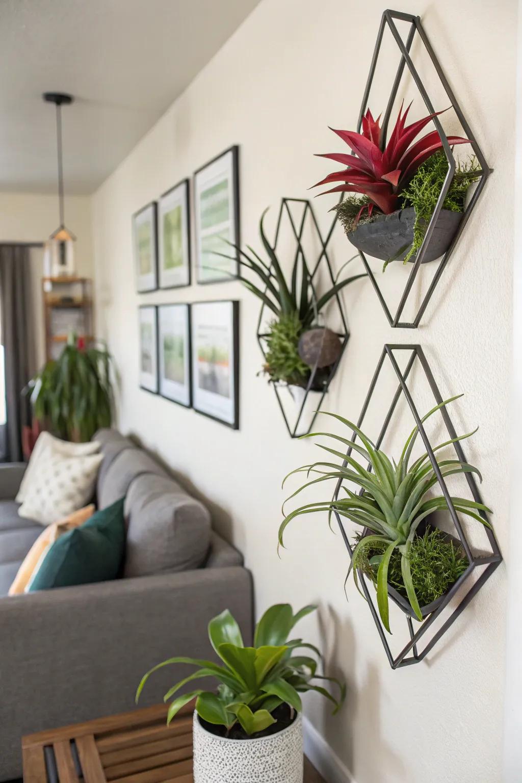 Geometric aesthetics impart a modern sophistication to air plant exhibits.