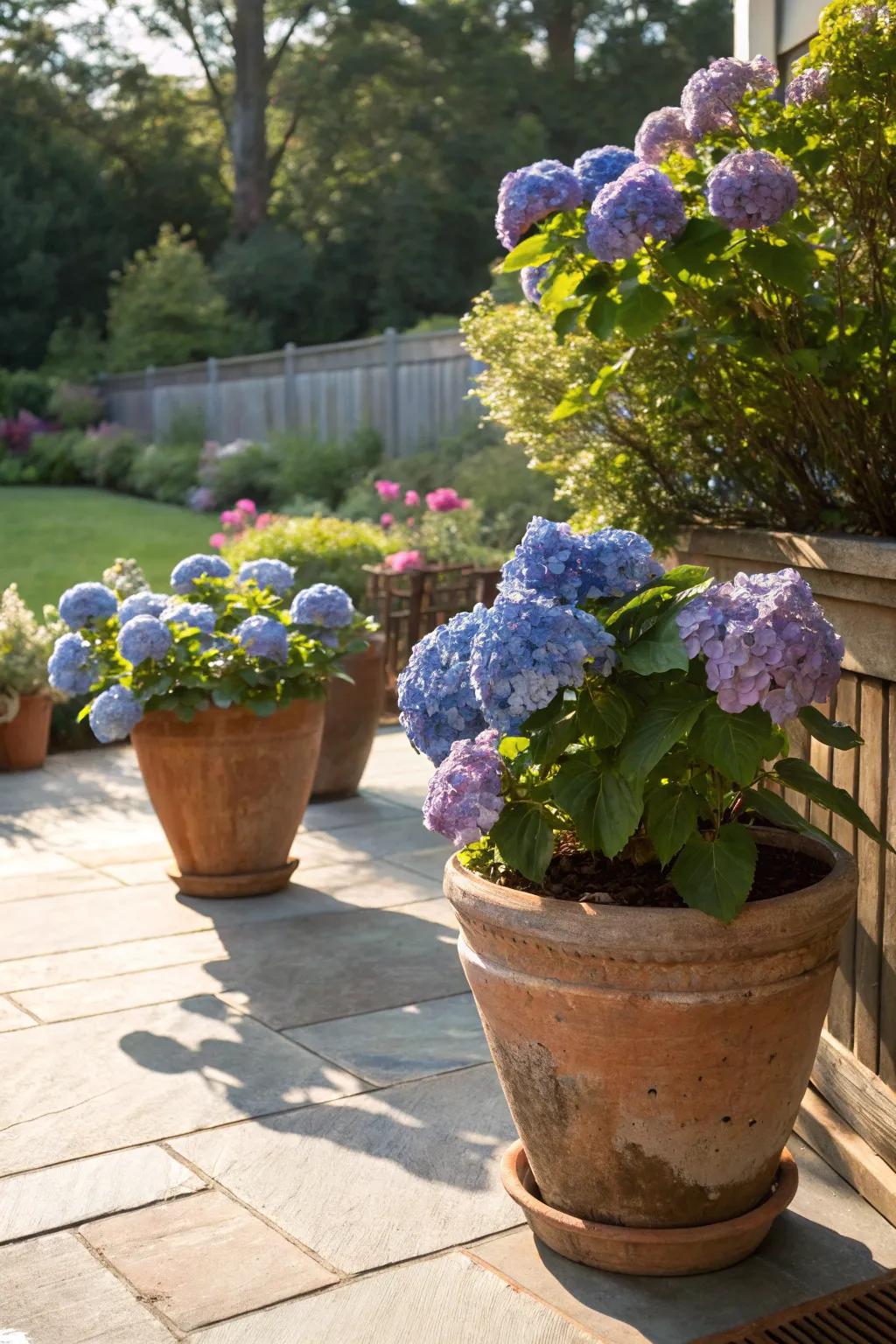 Terracotta pots lending a rustic allure to potted hydrangeas on a sunny patio.