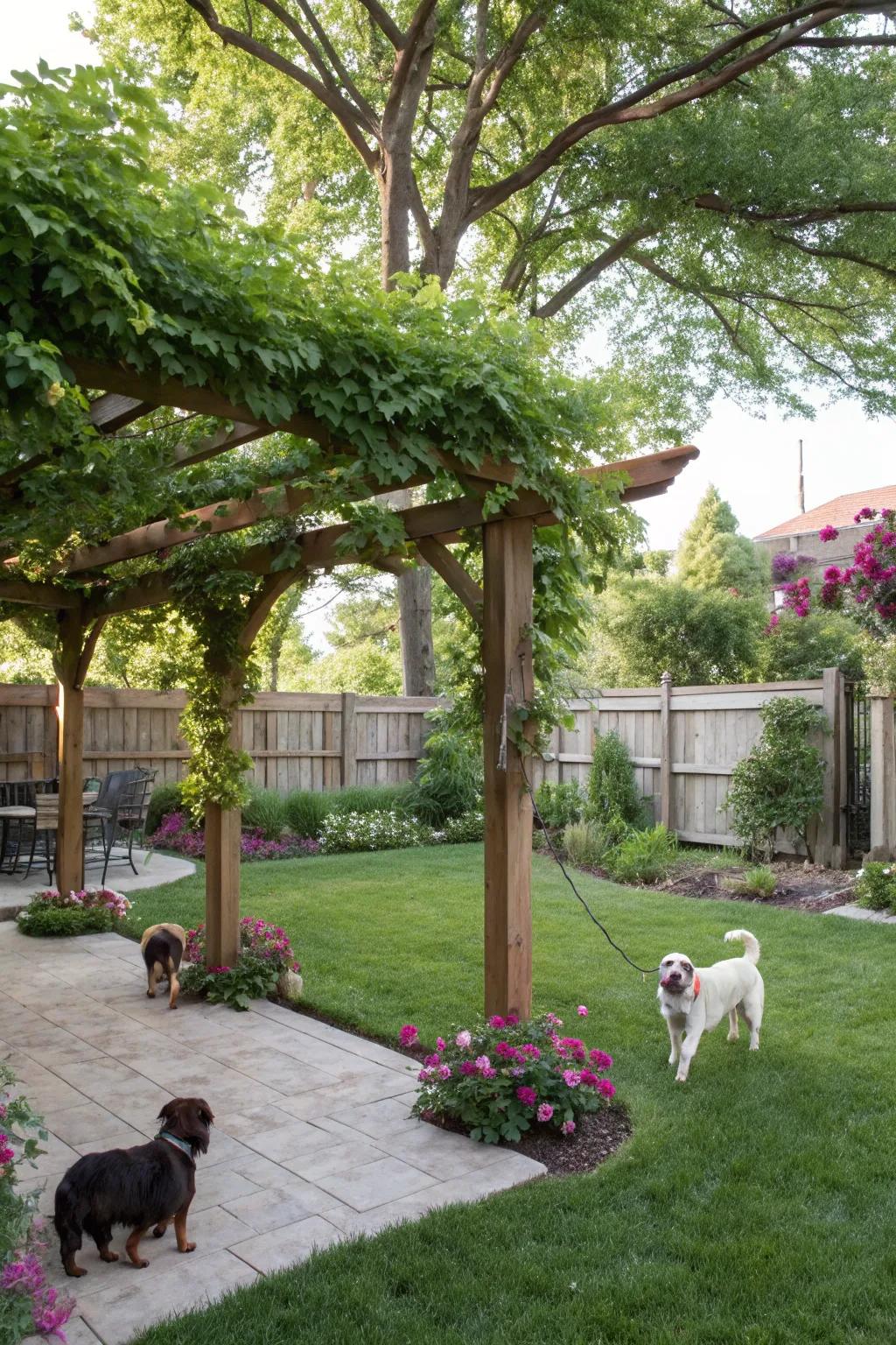 A shaded oasis shared by pets and their owners, showcasing a pergola and verdant foliage.
