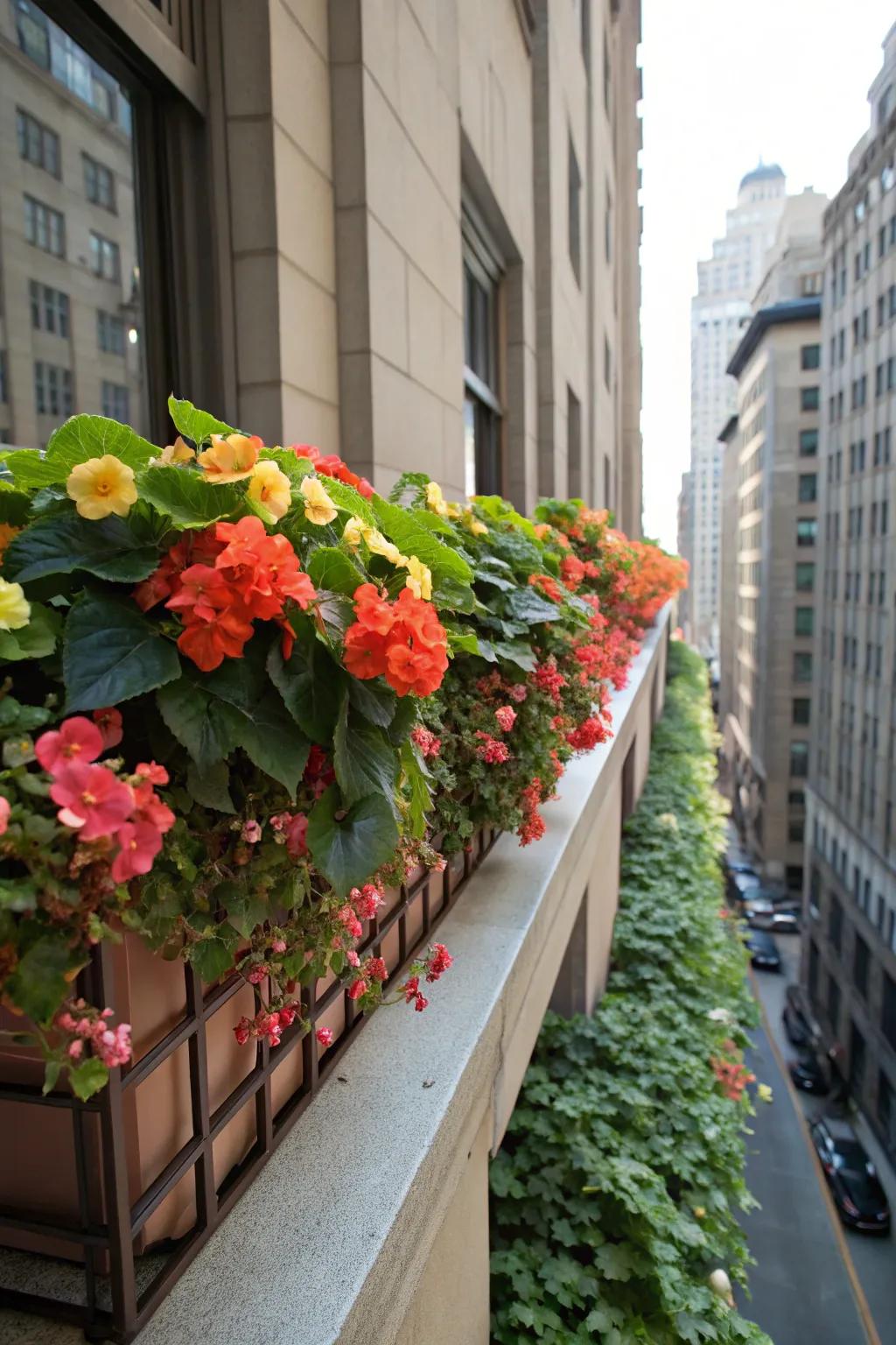 Begonias give a lively splash of color to window boxes in shaded spots.