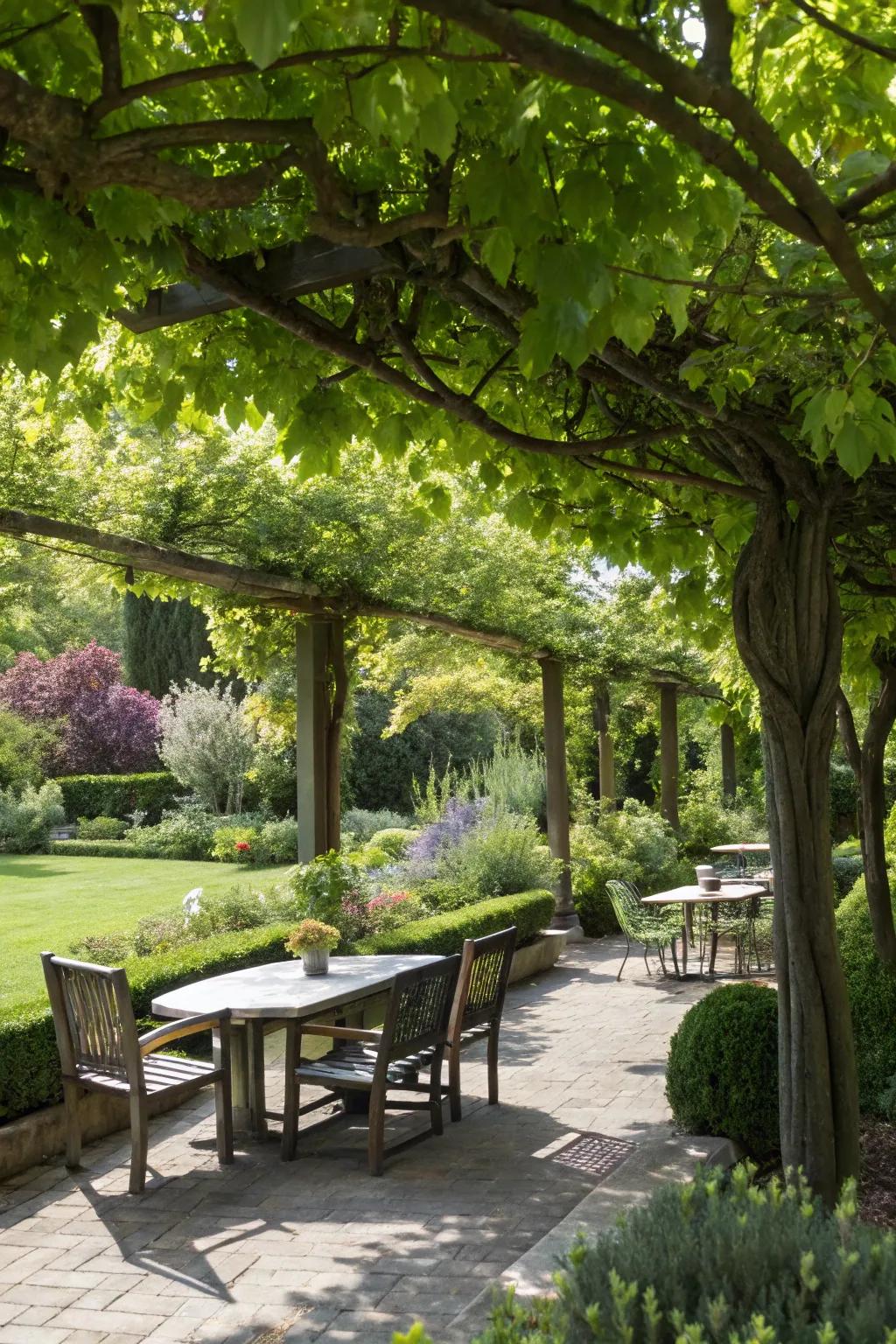Easy-care trees supply shade and heighten solitude effortlessly.
