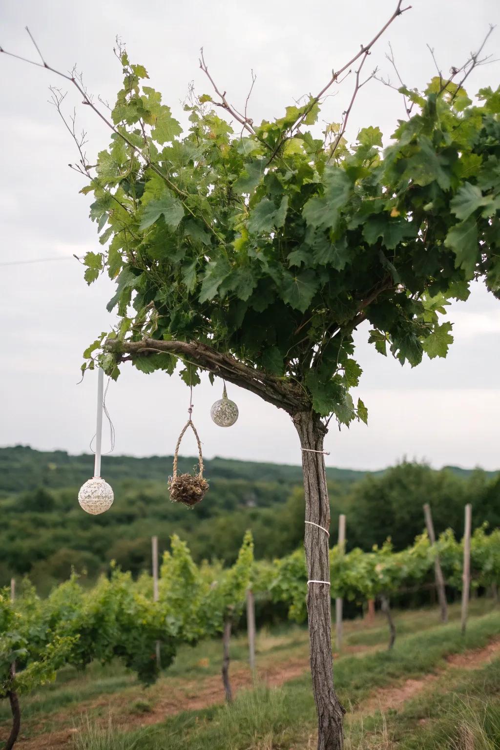 An eco-conscious decorated grapevine tree, spotlighting inherent aesthetics.