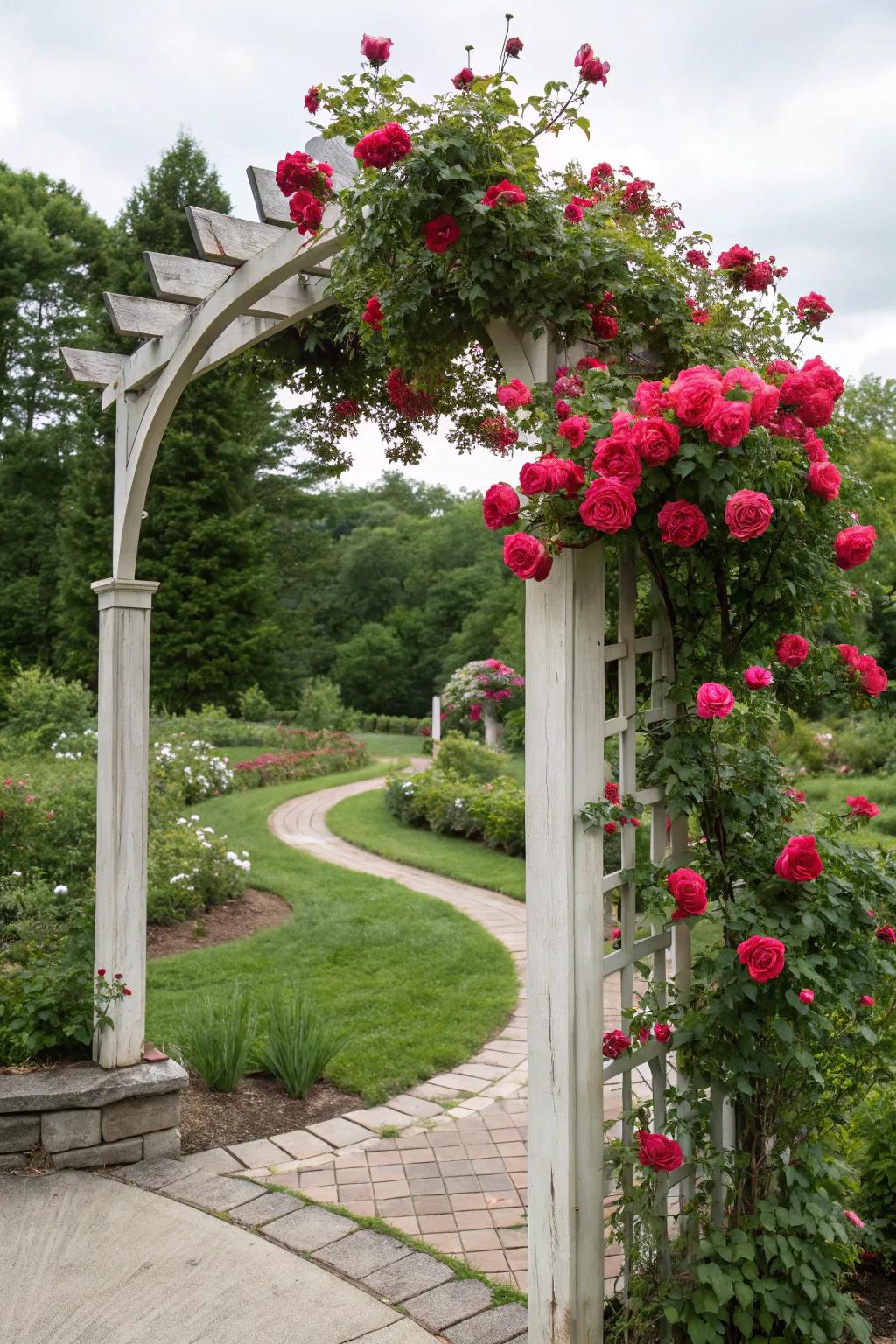 Create a dreamy entry with a Everbloom rose archway.
