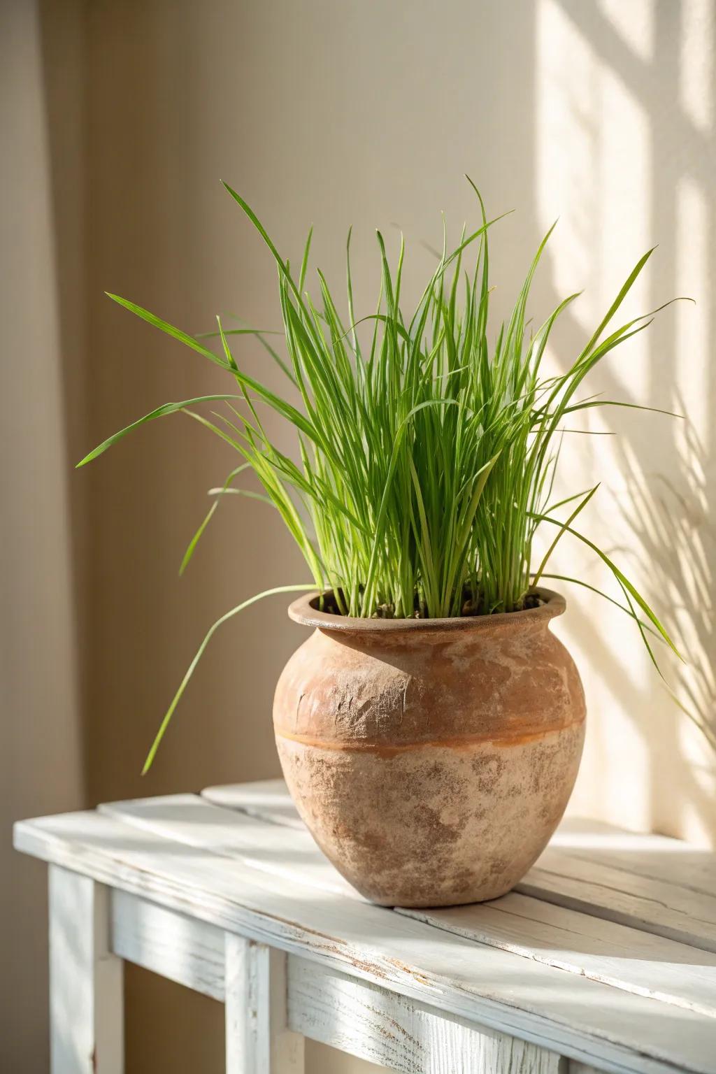 Embrace simplicity with the classic allure of earthenware—perfect for realizing your lemongrass fantasies.