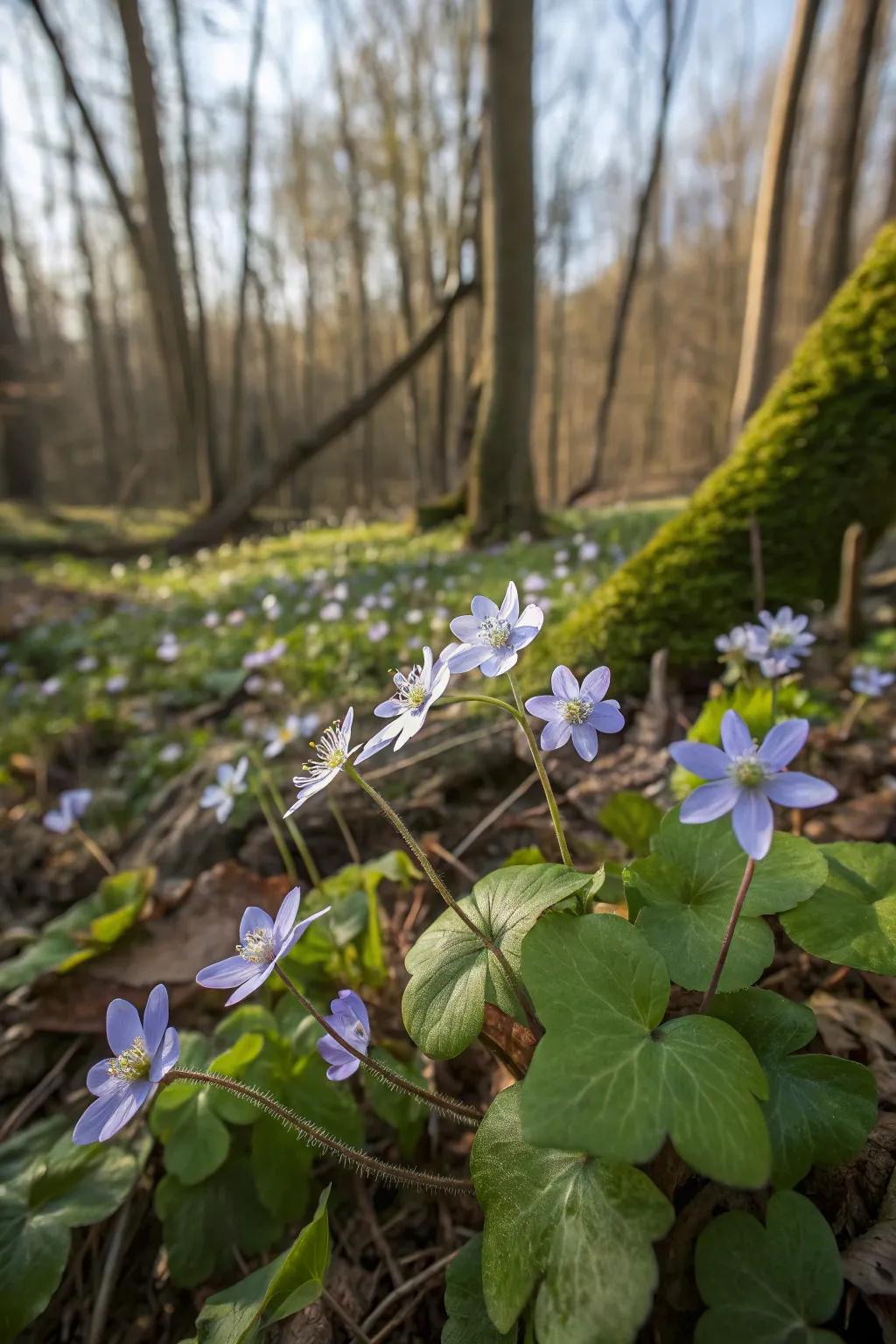 Liverleaf blooming early in a woodland garden.
