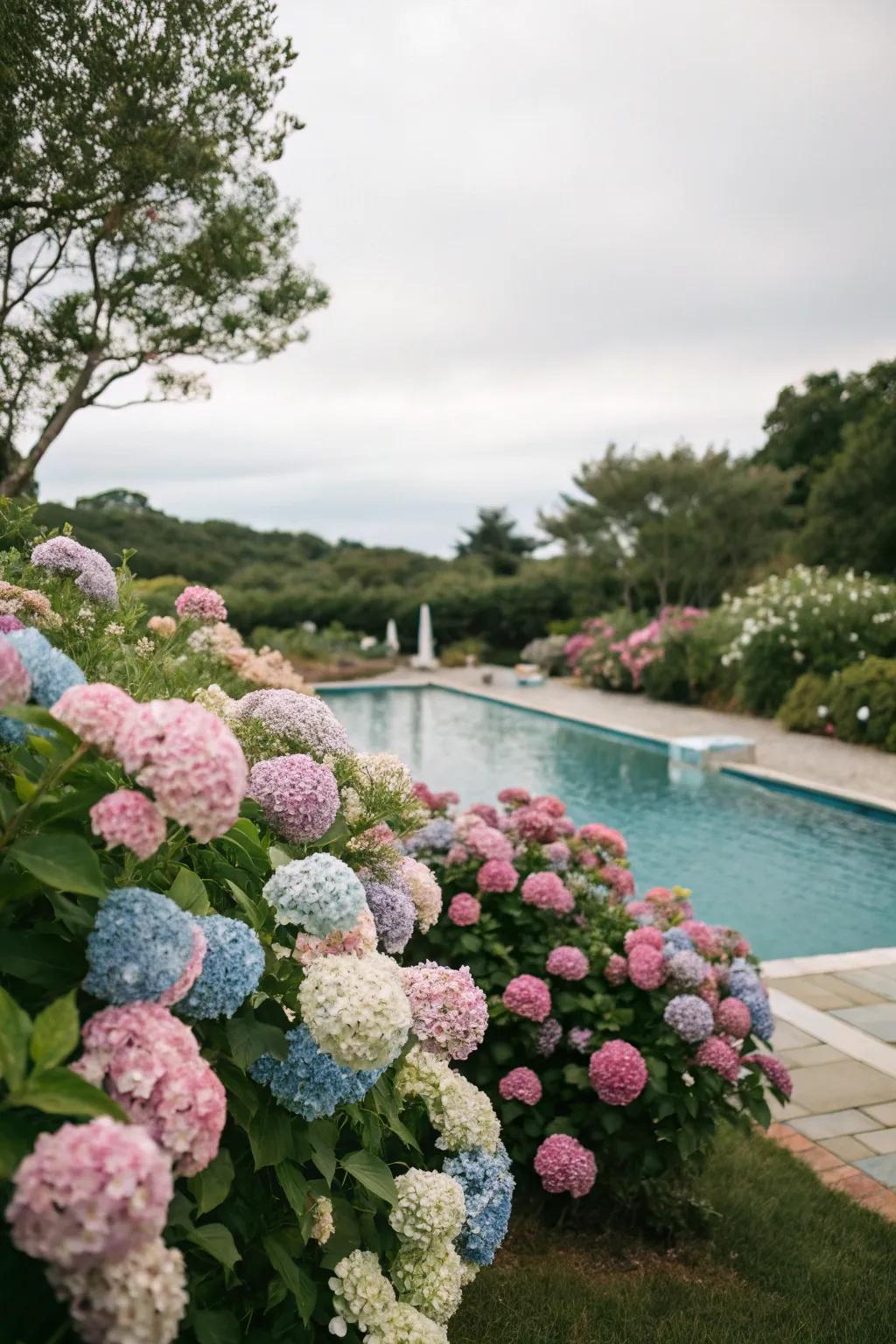 Hydrangeas offer a dramatic floral presentation poolside.