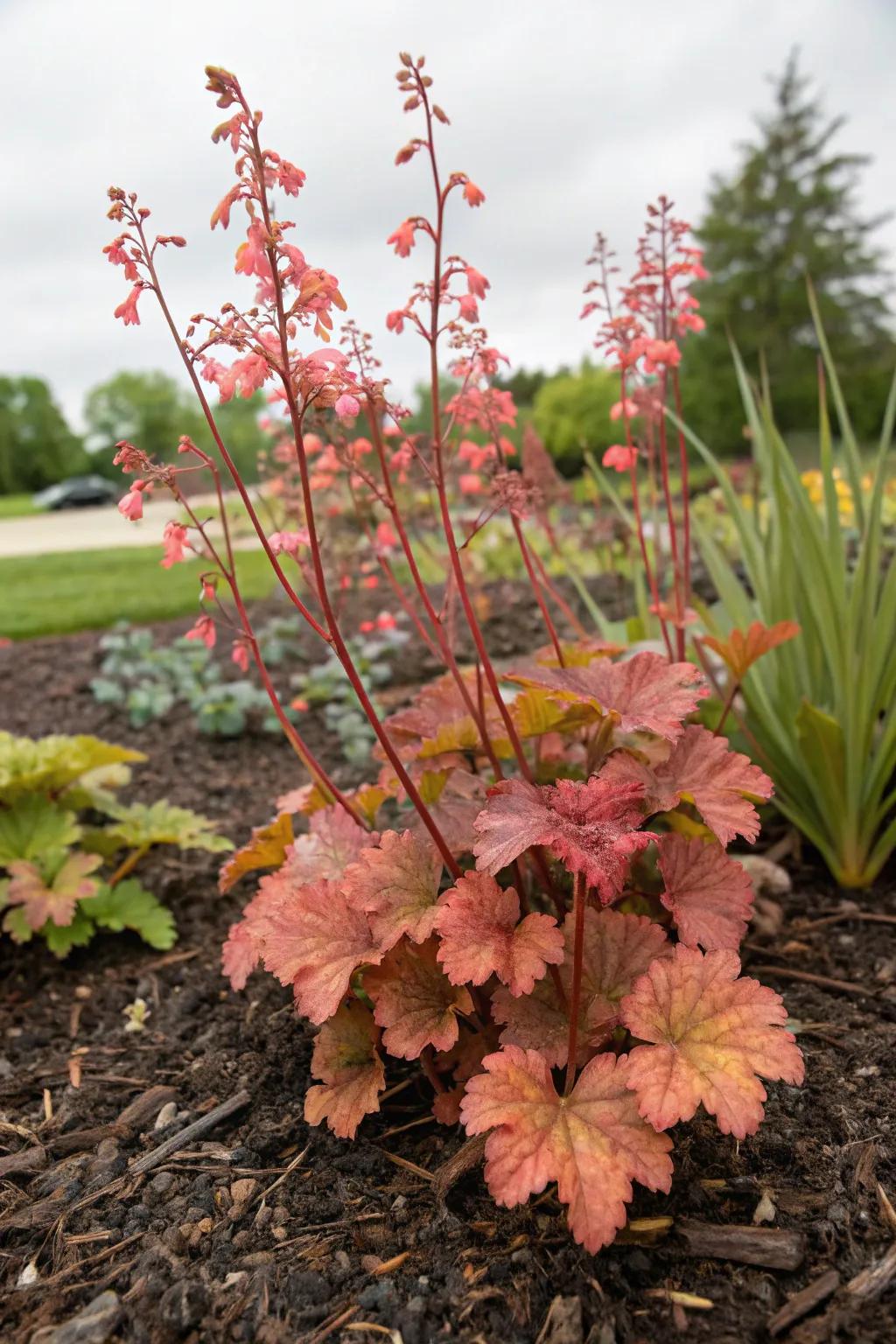 Ground covering boosts the lively shades of melody chimes within the garden.