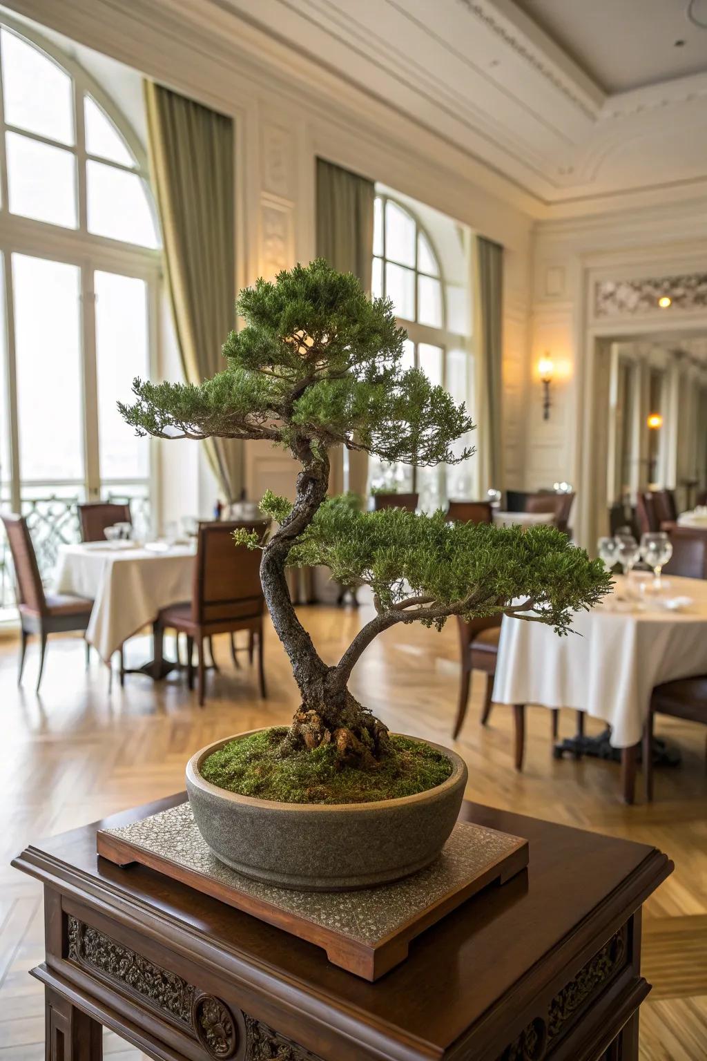 A fan-shaped juniper bonsai imparting sophistication to an elegant dining space.