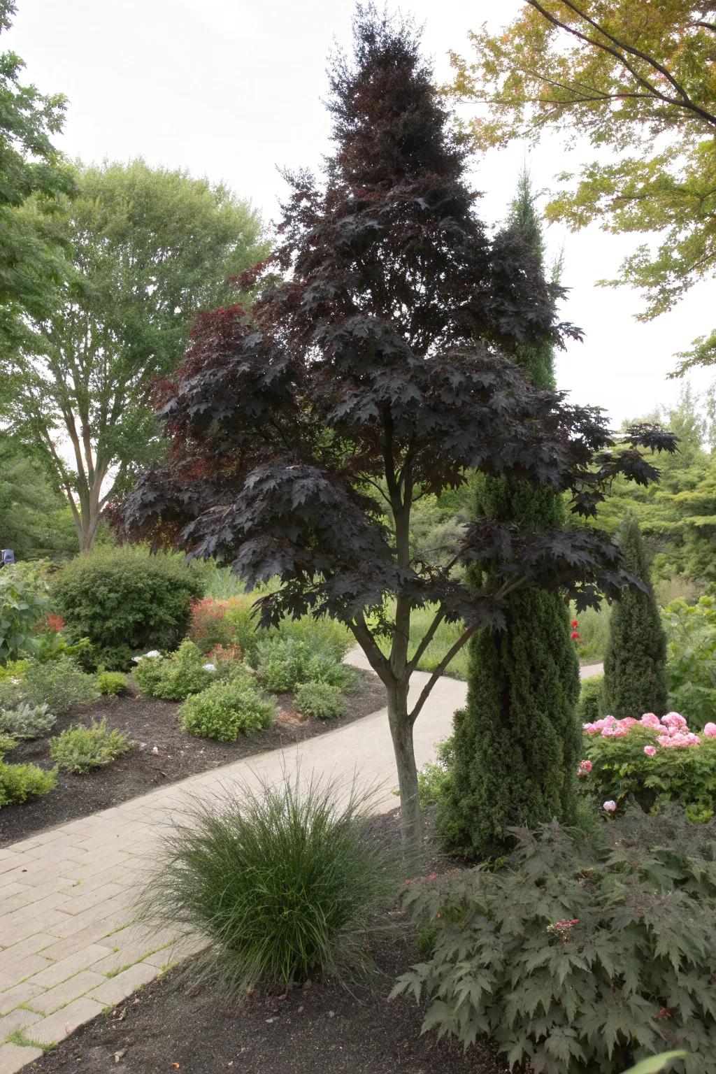 Dark-leaved thuja integrates intrigue and intensity to shaded gardens.