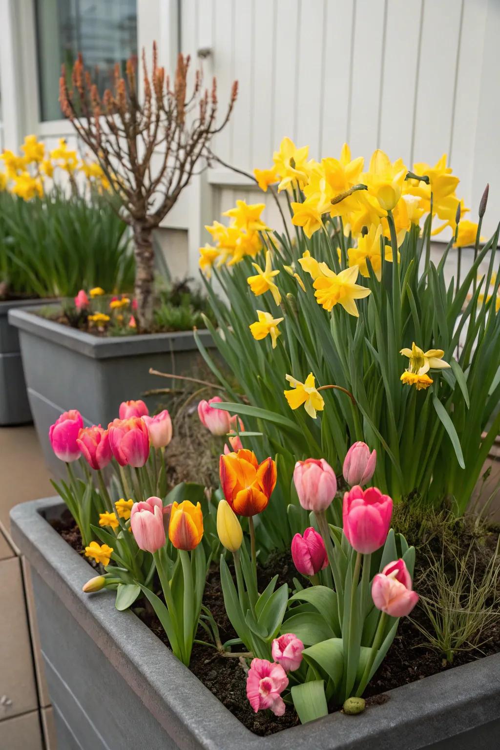 Tulips and daffodils in receptacles, delivering versatile placement and vibrant hues.