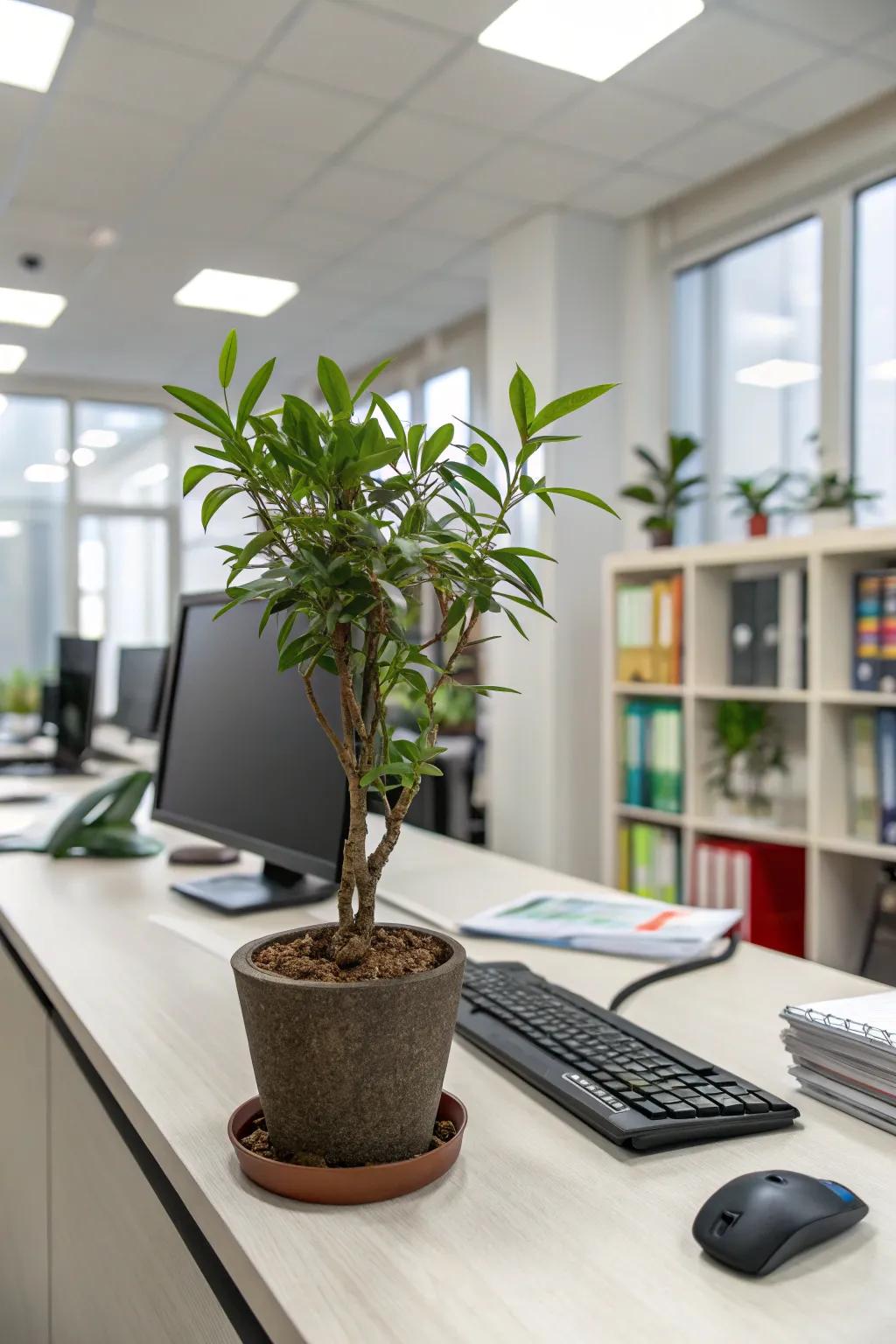 Elevate your workspace with a disposition-enhancing botanical.