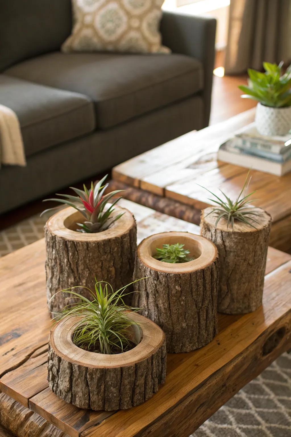Excavated logs furnish a pastoral charm for air plant displays.