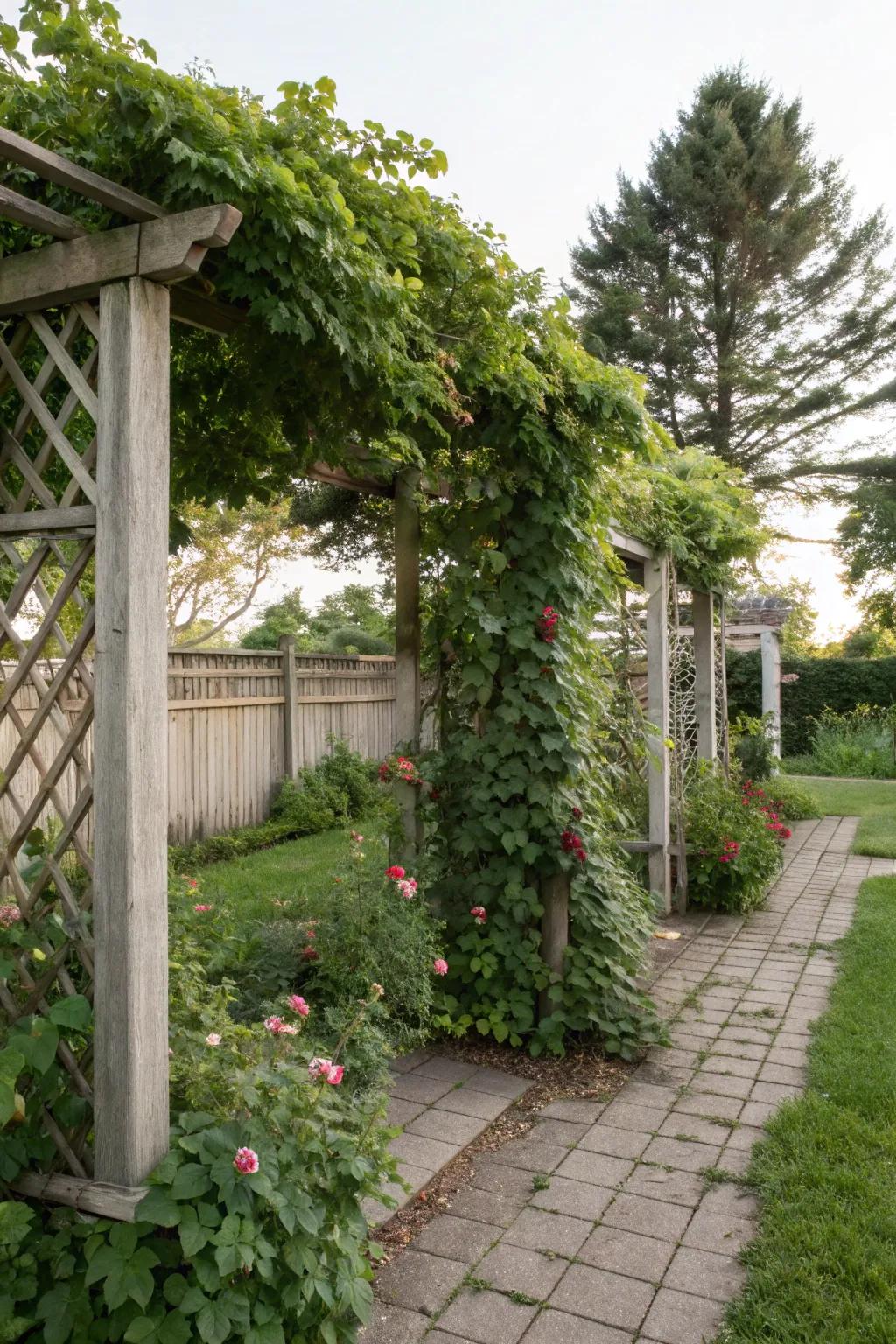 Espaliers incorporating climbing specimens forge a secluded garden enclave.