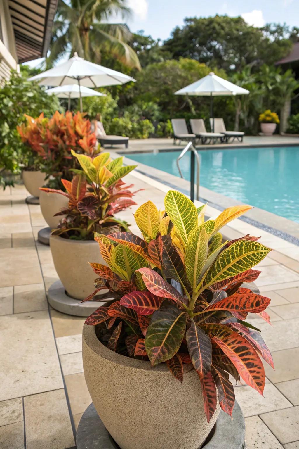 Crotons deliver year-round color through their stunning foliage.