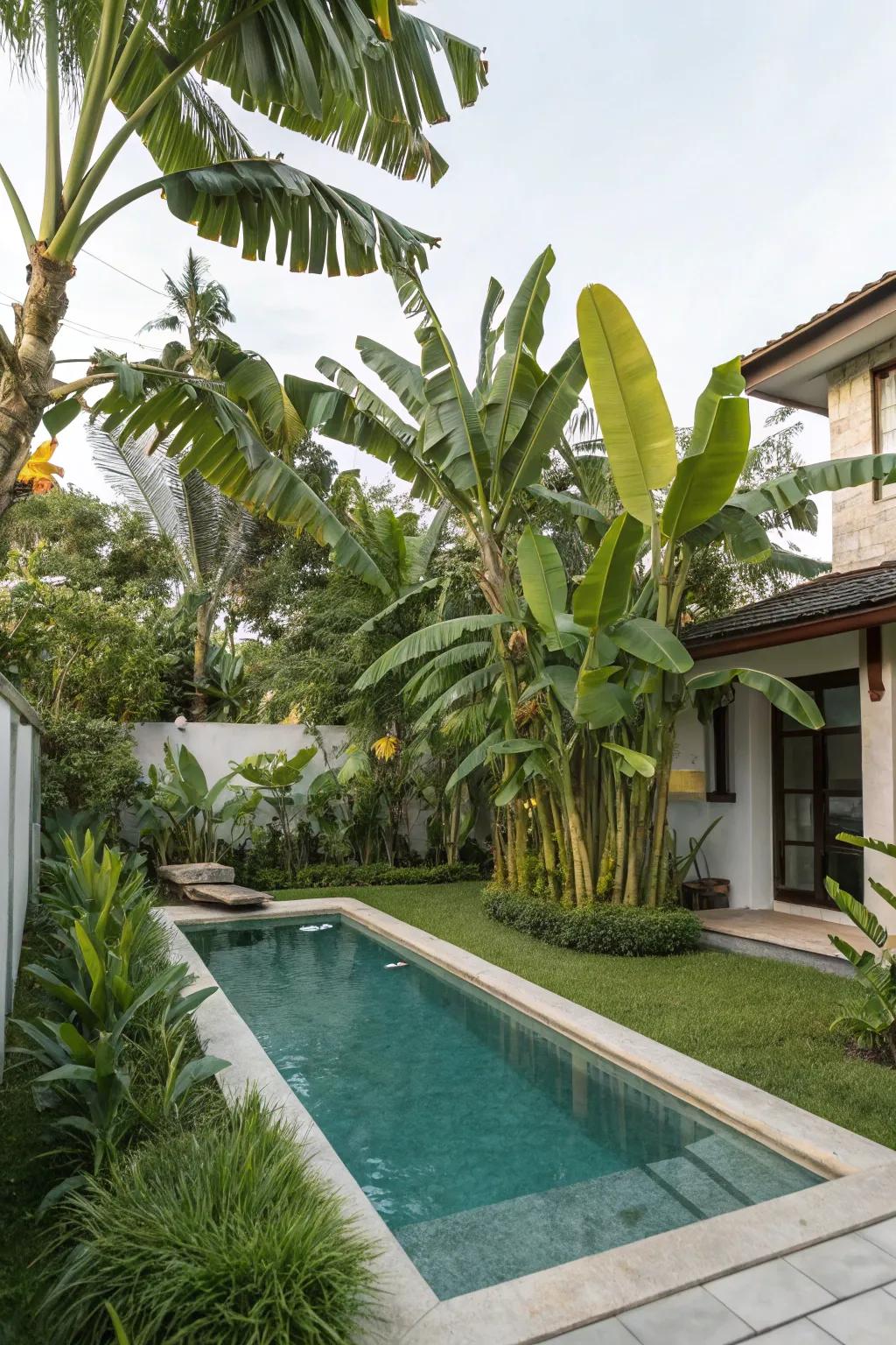 Fashion your tropical escape using poolside banana trees.