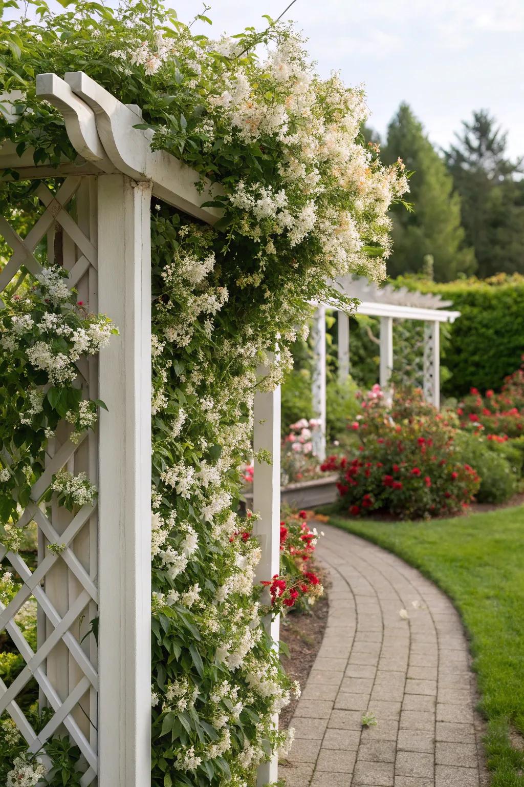 Divide and organize your garden using a stargazer climbing frame.