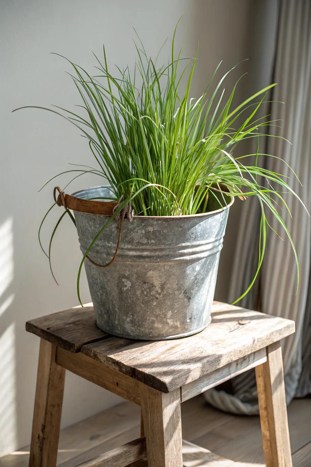 Transform antique metallic containers into charming lemongrass planters, radiating rustic elegance.