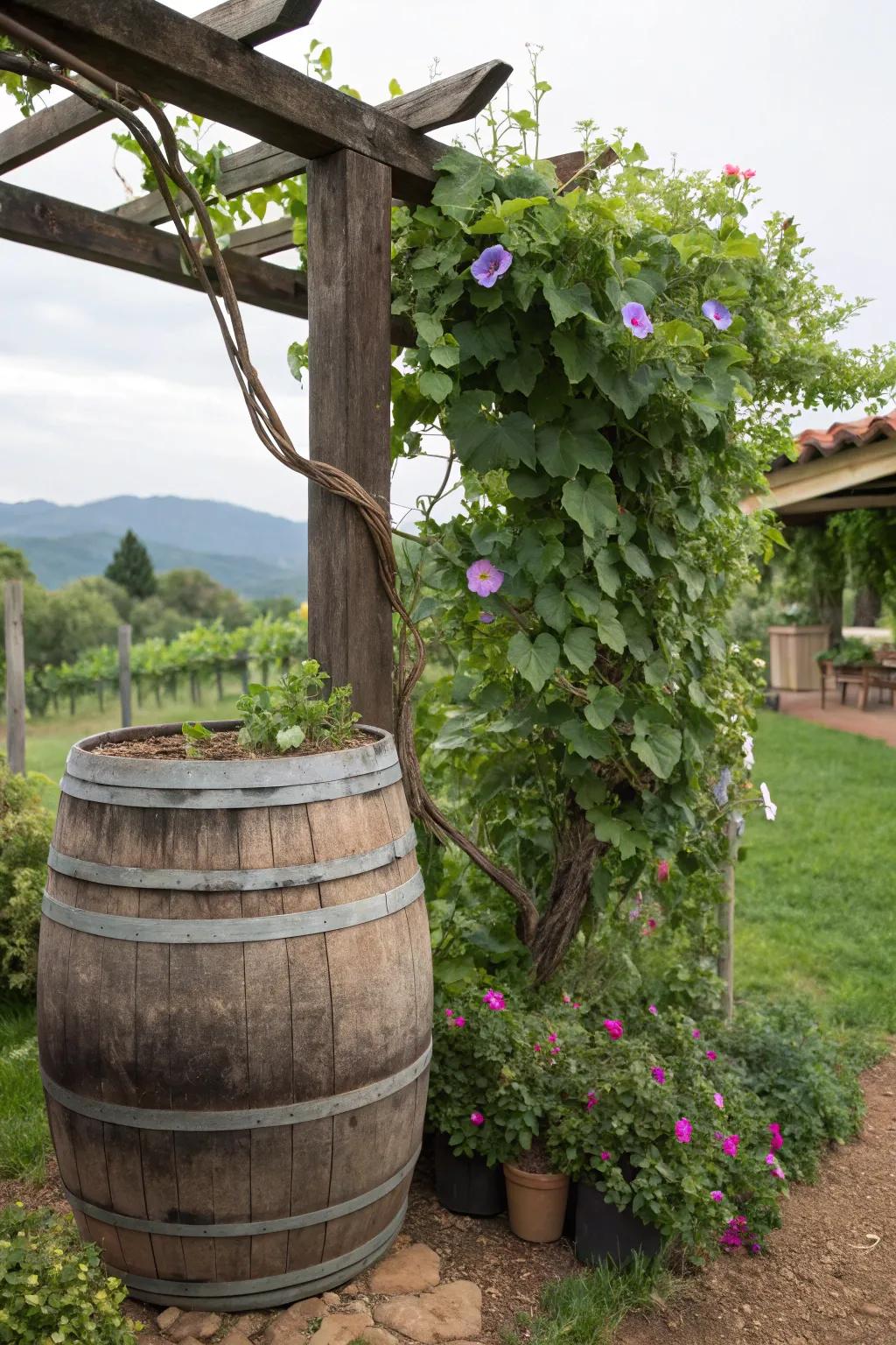 A vertical garden masterpiece incorporating a trellis and wine barrel.