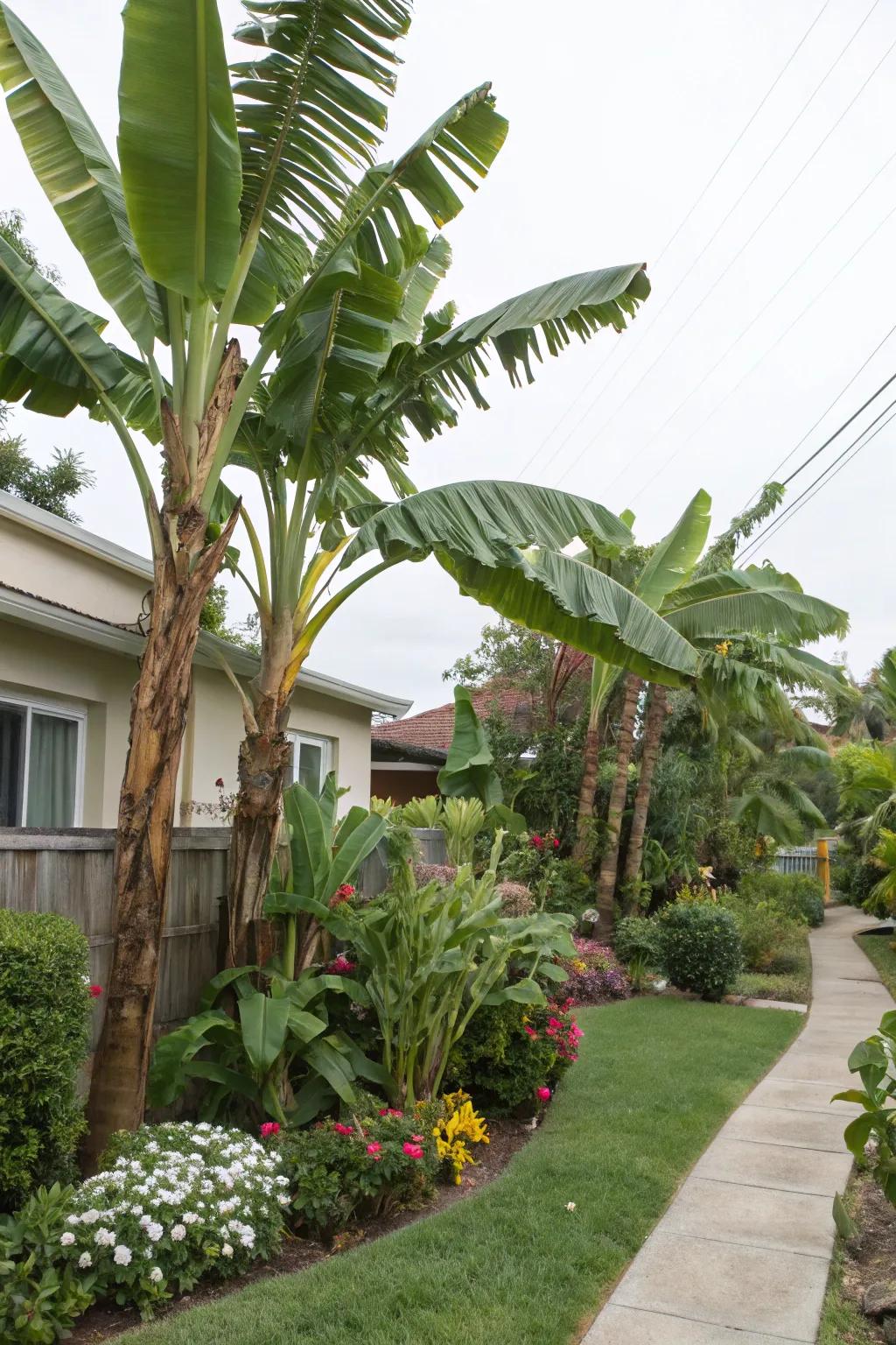 Shield your garden using banana trees as inherent windbreaks.