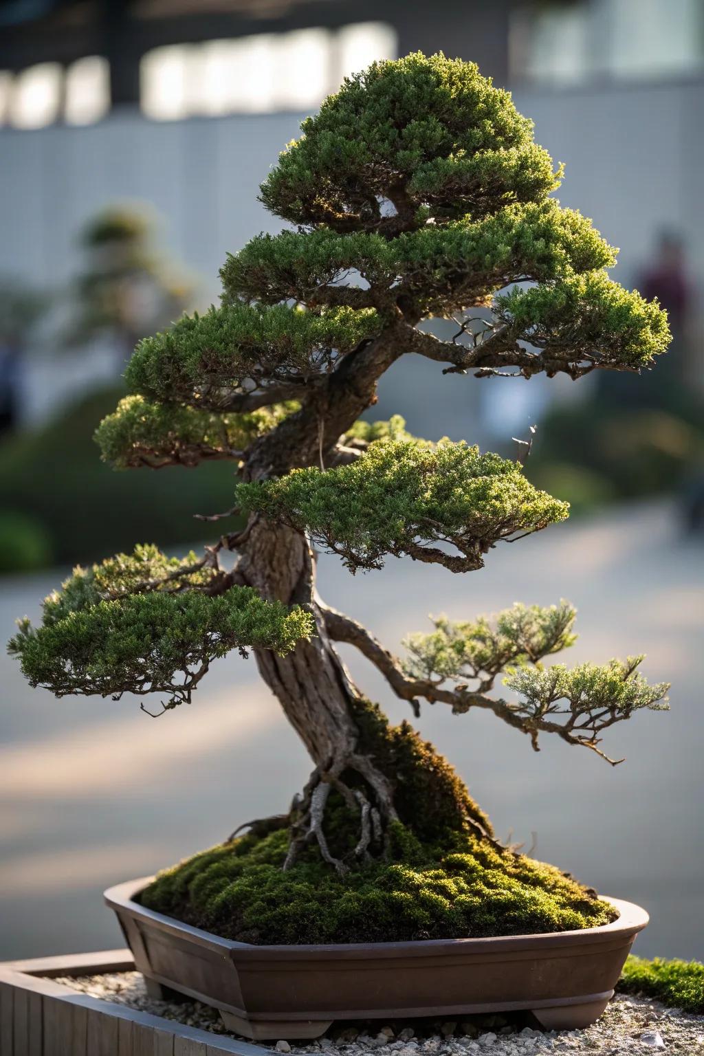 A multiple peak juniper bonsai presenting a mountain-esque outline.