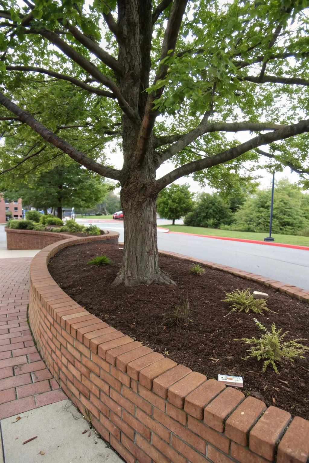 Block or rock bordering delivers a tidy, distinct demarcation for trees.