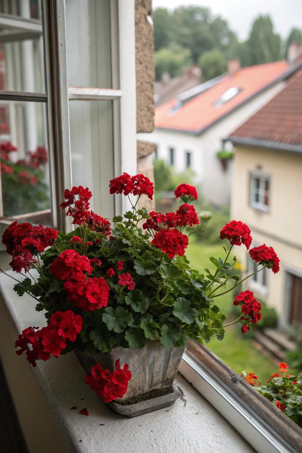 Romantic scarlet hues achieved with deep geraniums.
