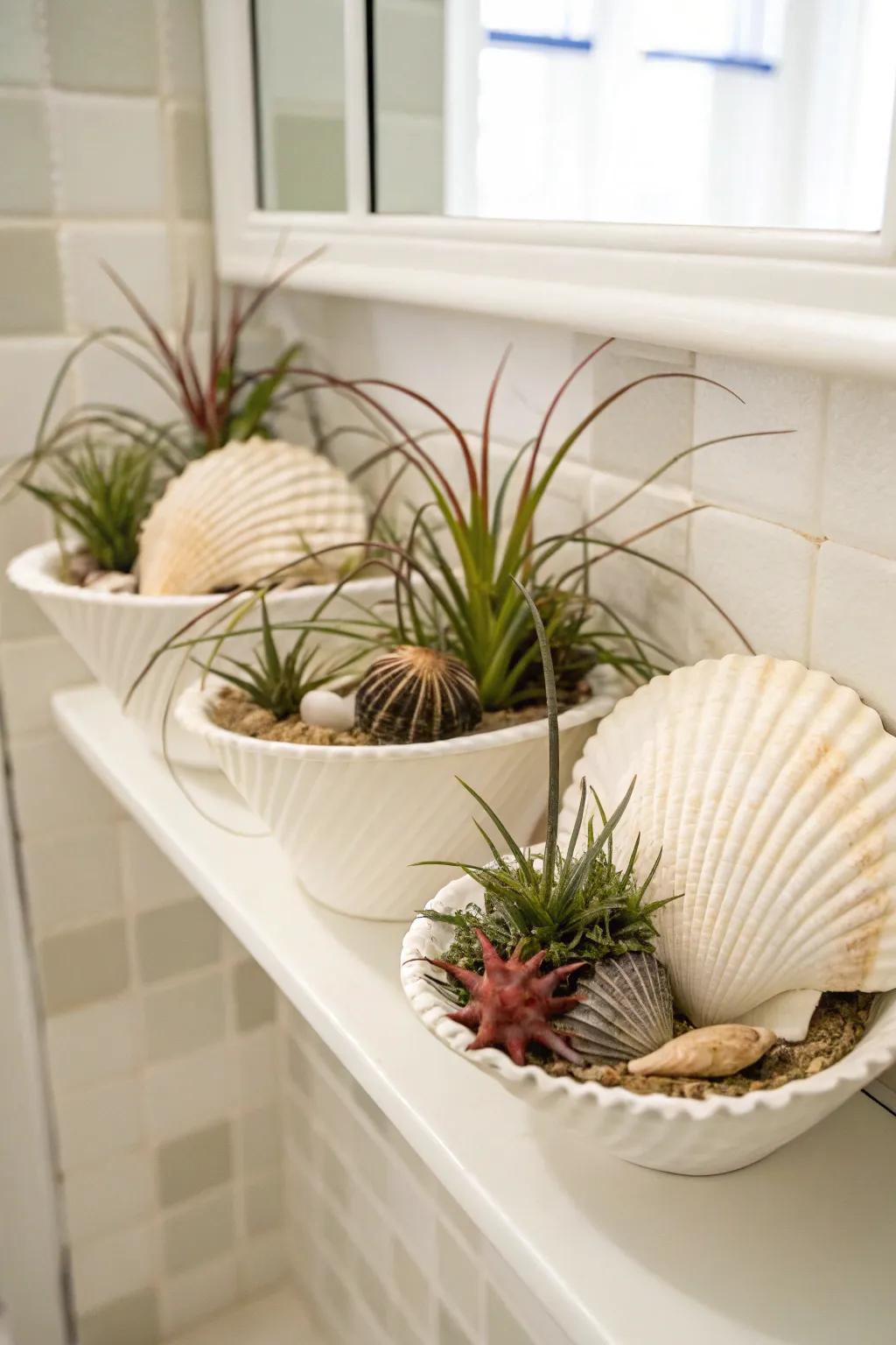 Seashells supplement a coastal ambiance to air plant displays.