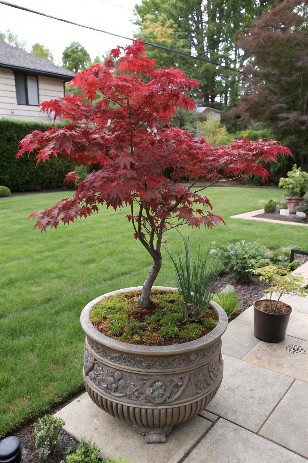 A container-planted Japanese maple offers flexibility and style to any front yard.