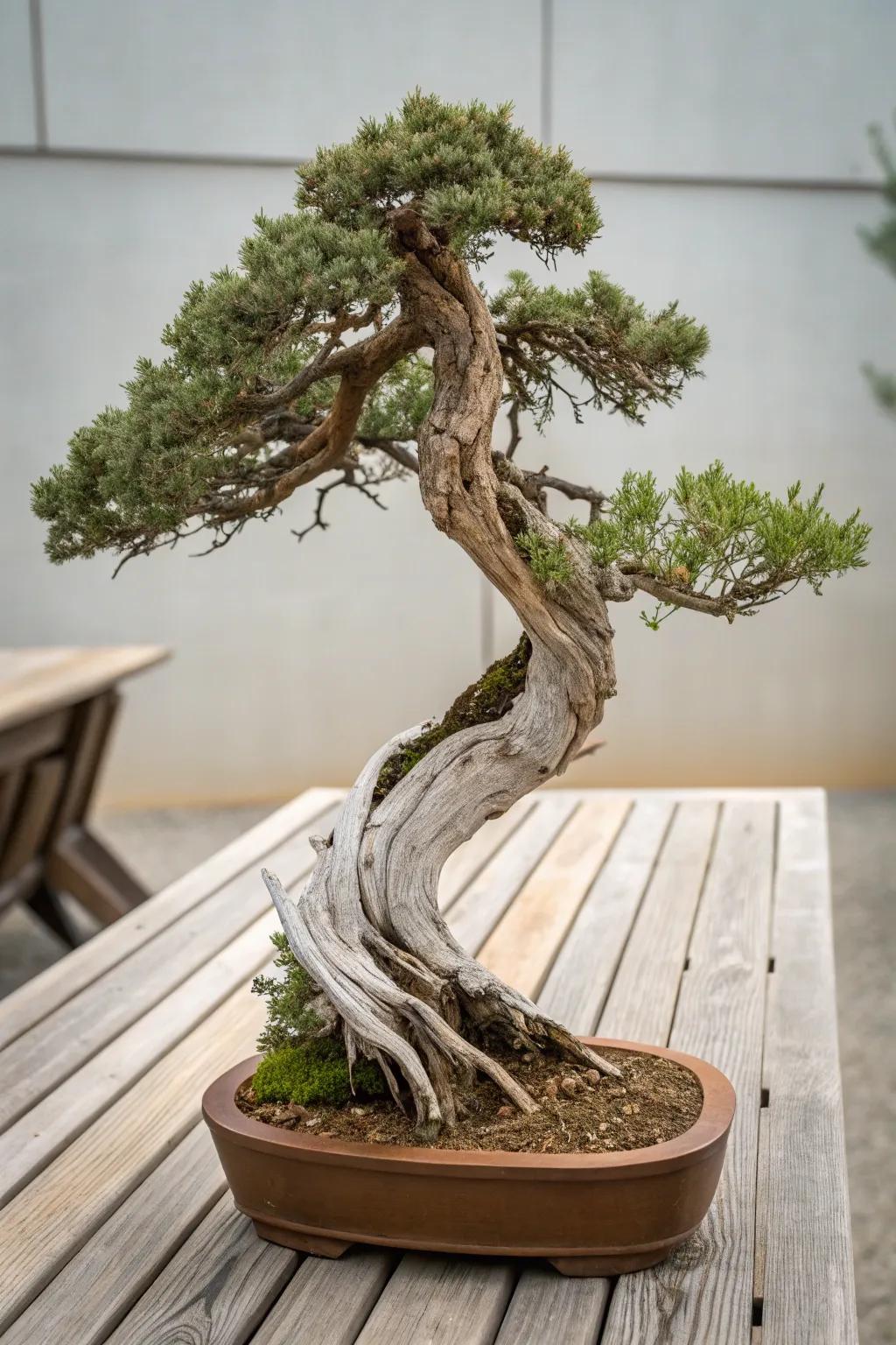 A marine-lumber juniper bonsai blending seamlessly with natural timber.