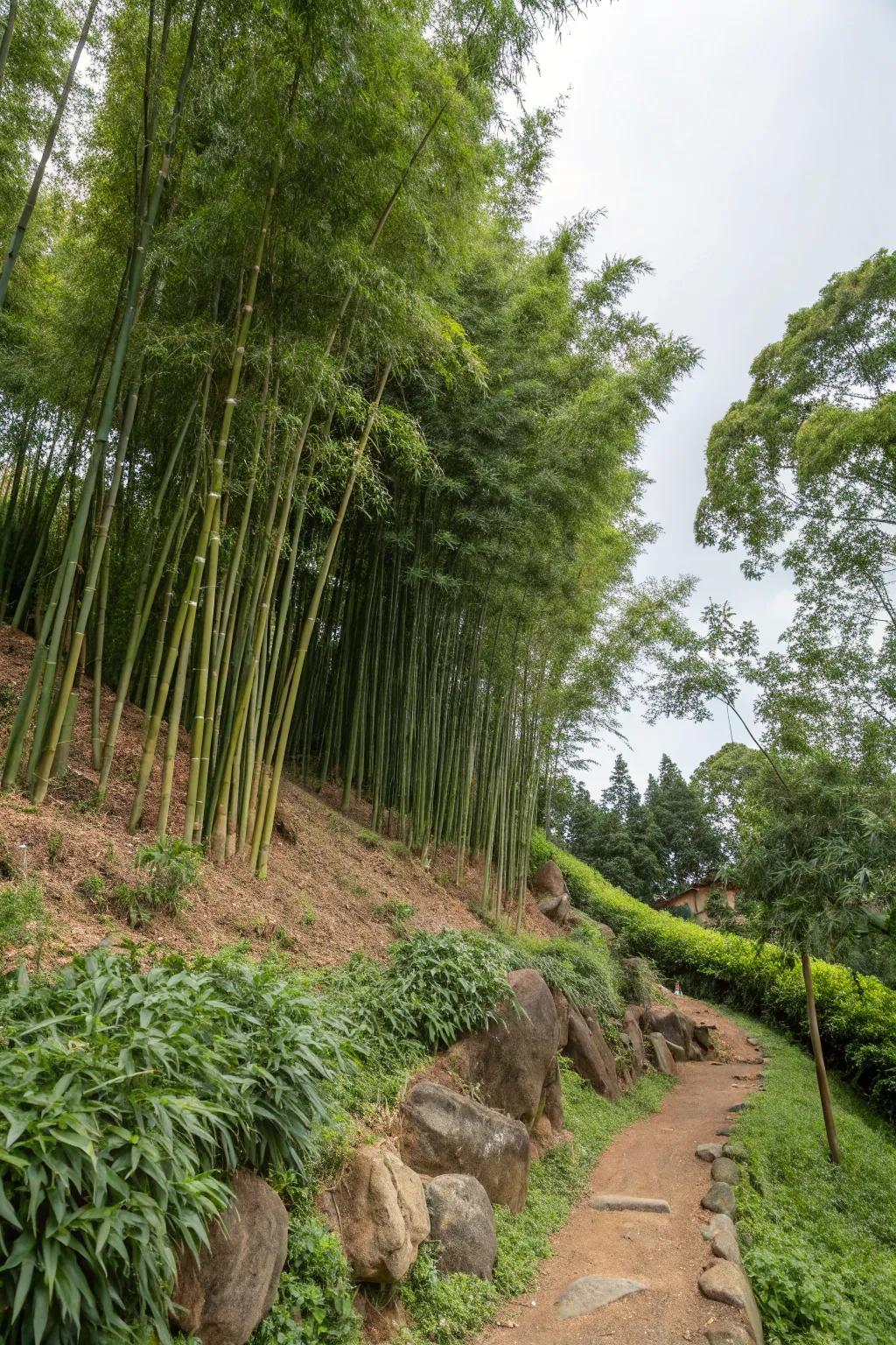 Bamboo used effectively for controlling erosion on slopes.