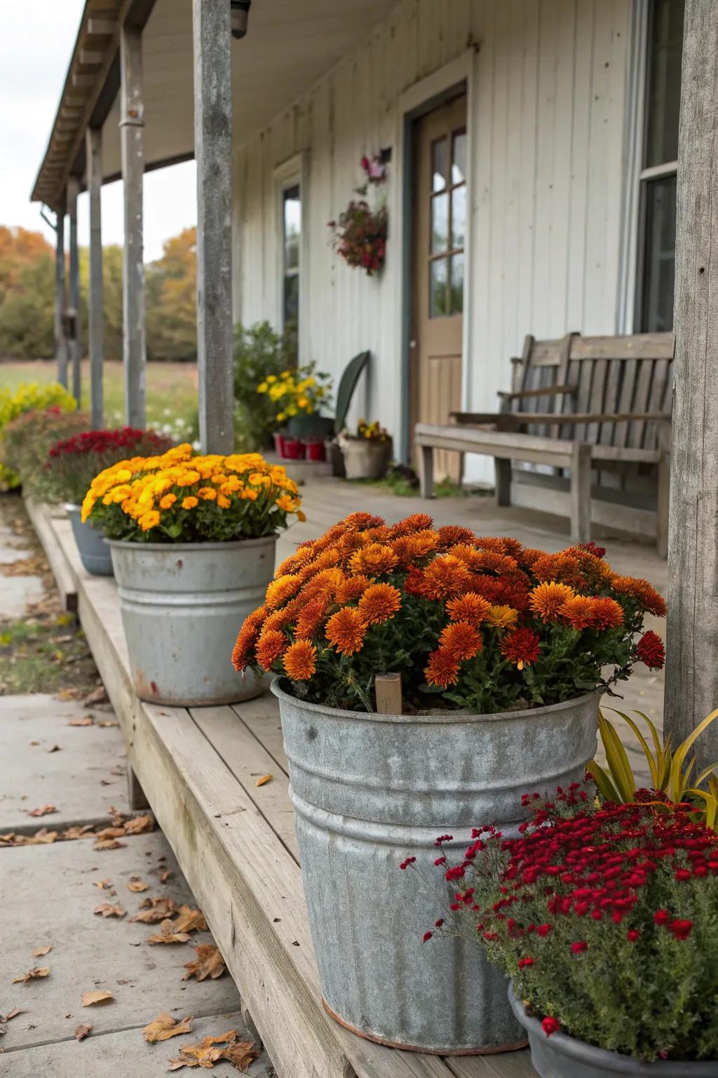 Galvanized planters lend a rustic attribute and accentuate autumn's vibrant hues.