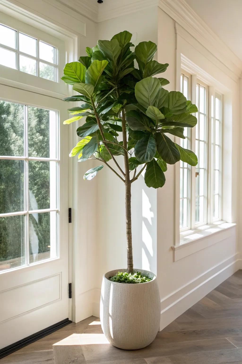 A violin leaf fig, adding height and elegance to any space.