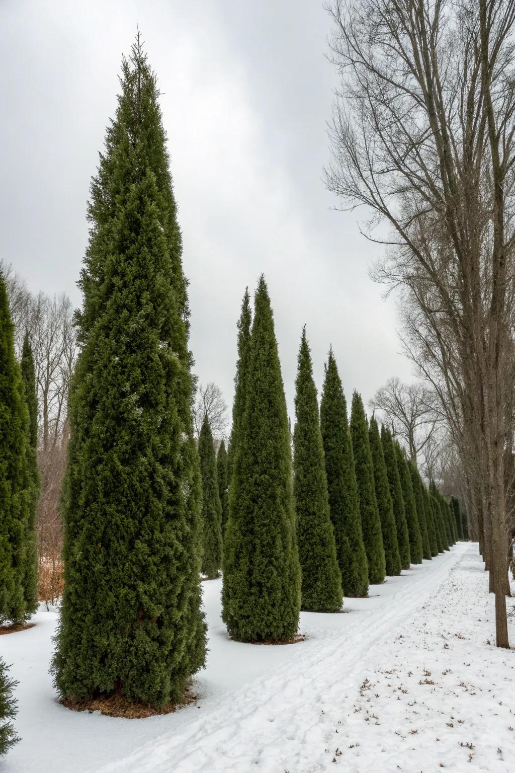 Sustain year-round fascination with evergreen Arborvitae.