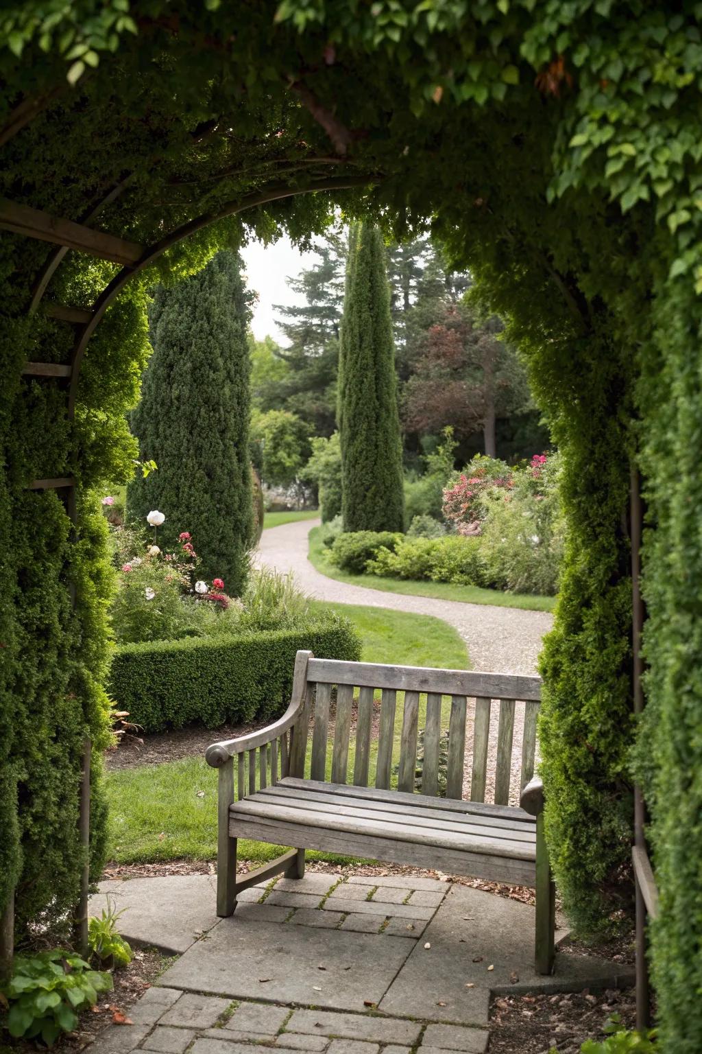 Arborvitae showcases your garden designs with natural refinement.