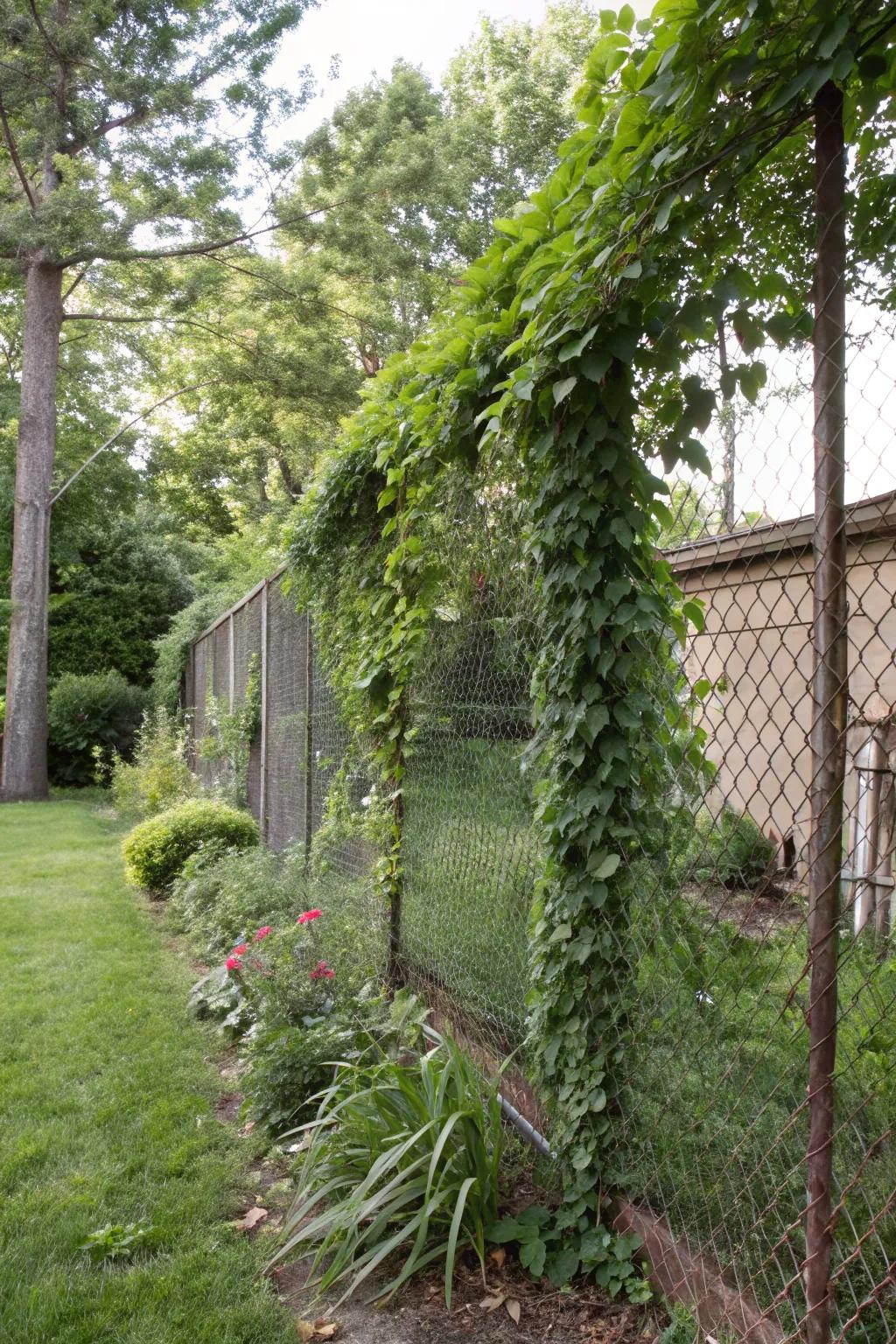 Wire weave supports ascending vines, establishing a lush, living privacy screen in this vibrant garden.