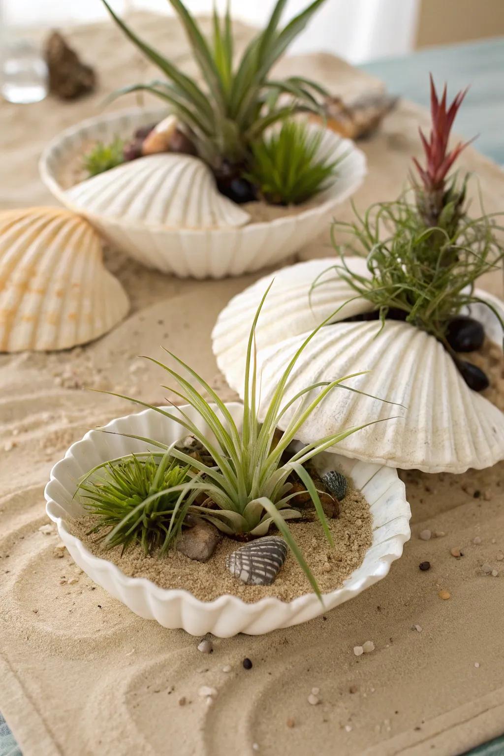 Sea shells displaying air plants for a maritime sensation.