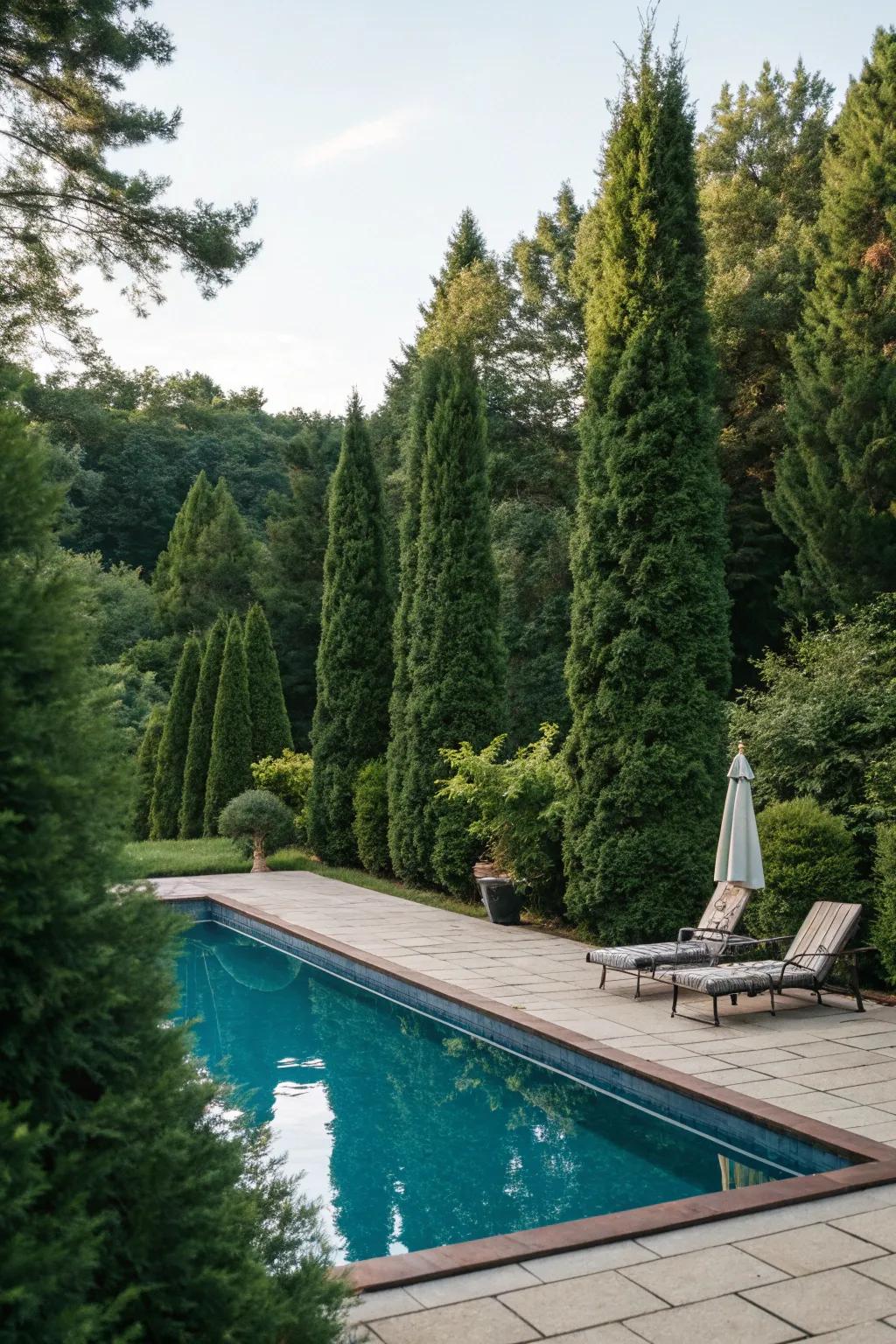 Integrate solitude and sophistication to your poolside with Arborvitae.