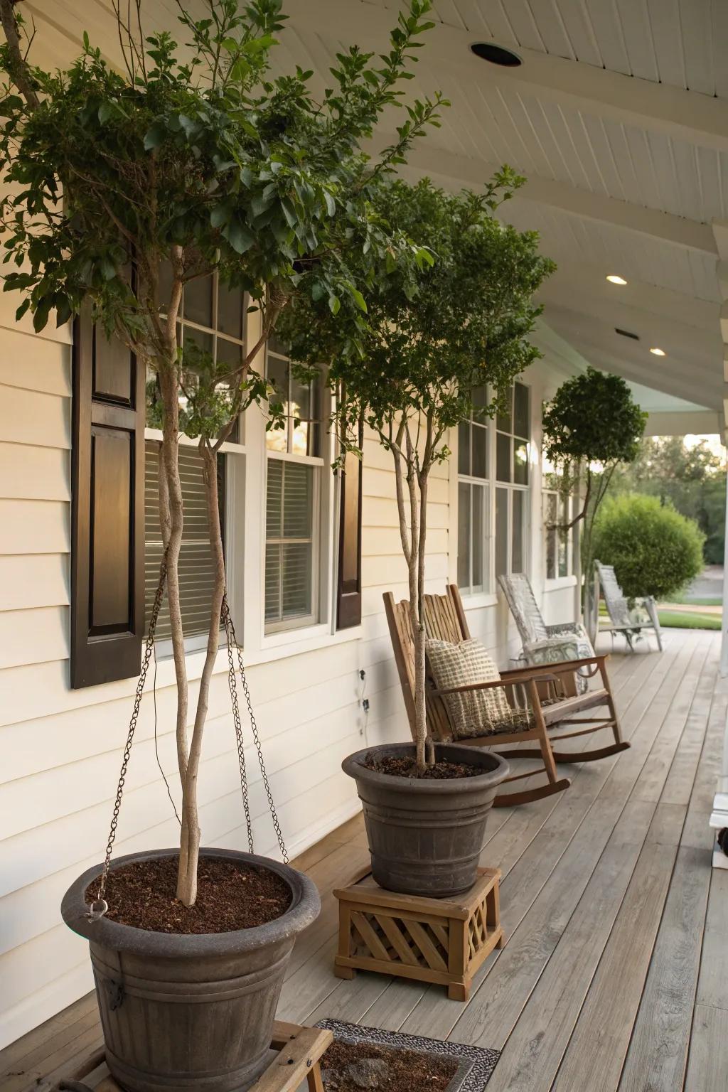 Vessel-bound shade trees furnishing adaptable natural shade.