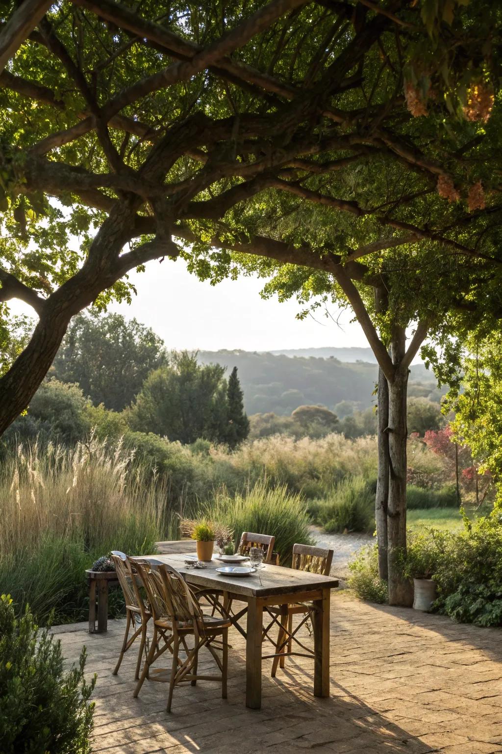 A feasting area shaded by inherent arboreal overhead expanses.