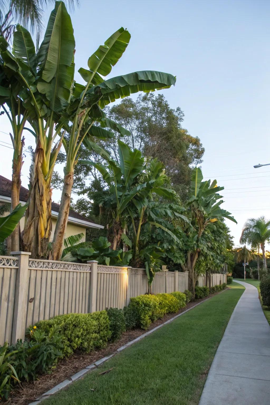 Banana trees serve as exquisite inherent privacy panels.