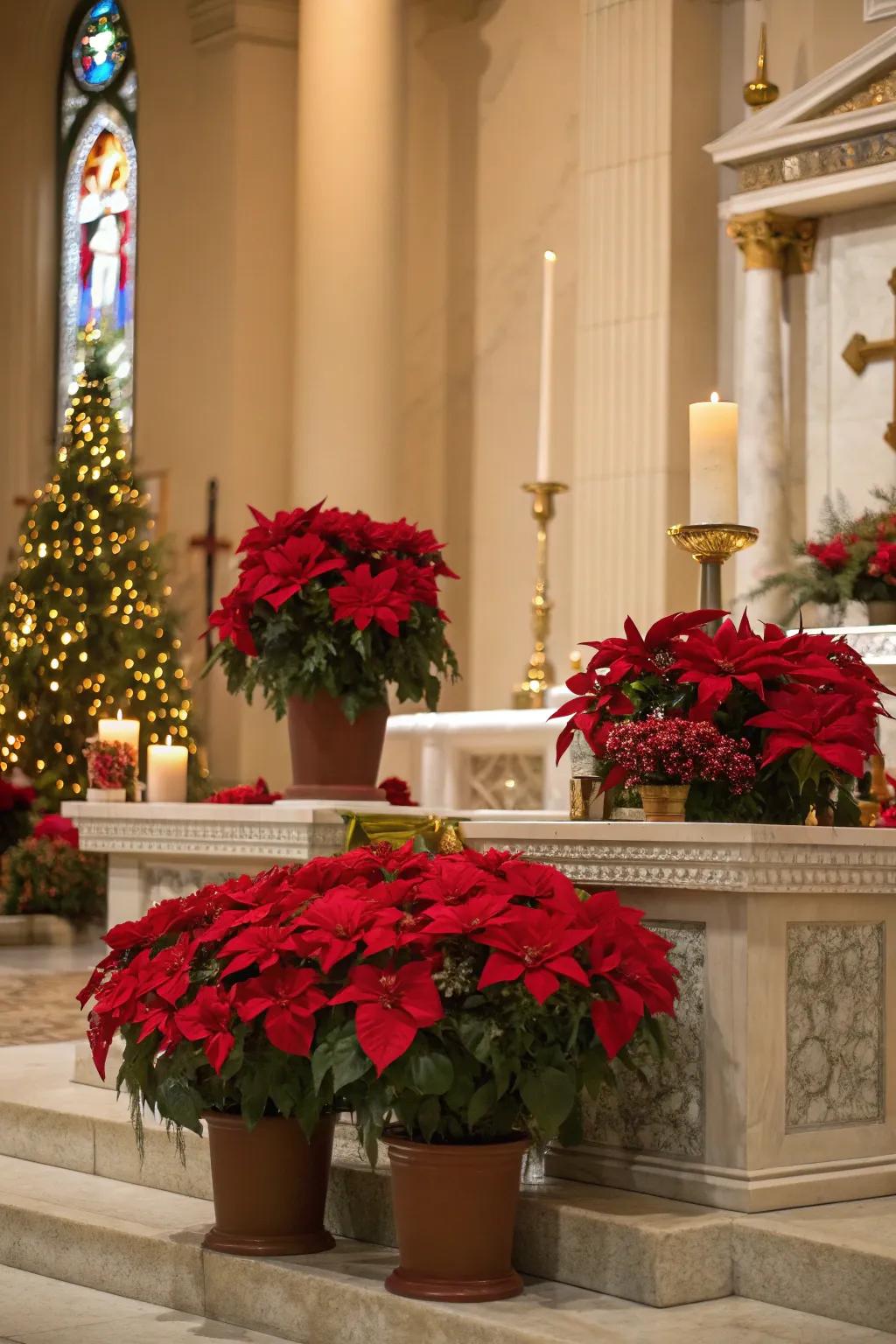 Festive euphorbia enliven the church altar with traditional holiday colors.