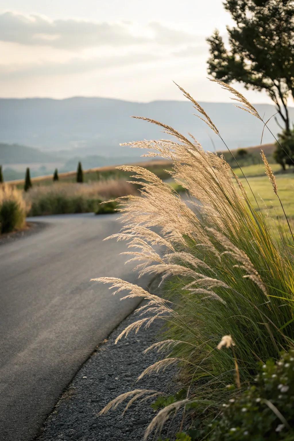 Ornamental grasses introduce texture and motion to your terrain.