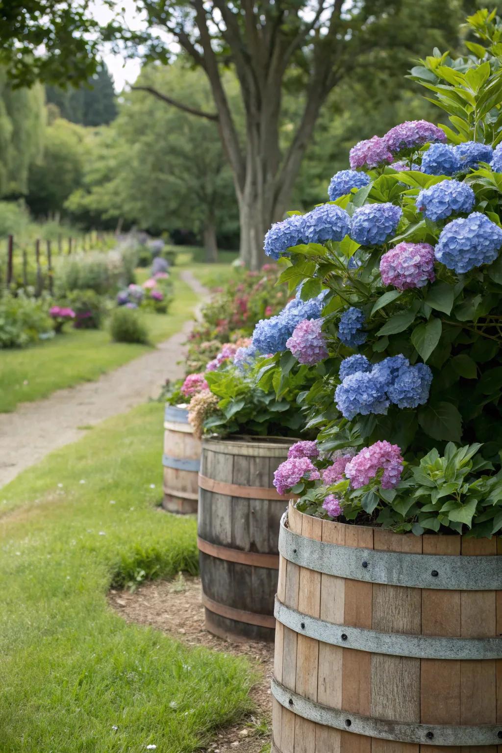 Charming wooden casks as rustic containers for hydrangeas in a garden environment.