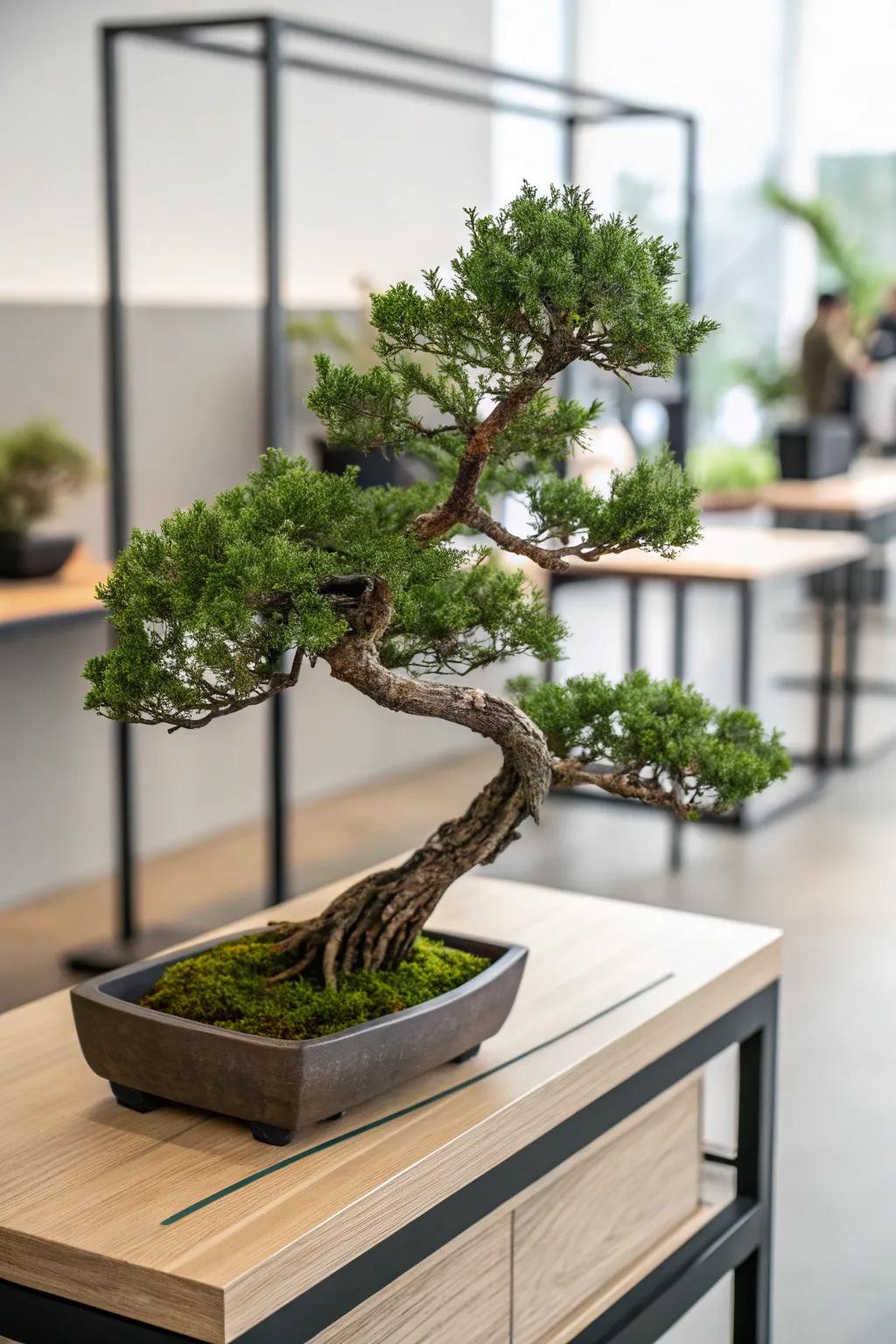 An inclined juniper bonsai providing a dramatic element upon a sleek, contemporary surface.