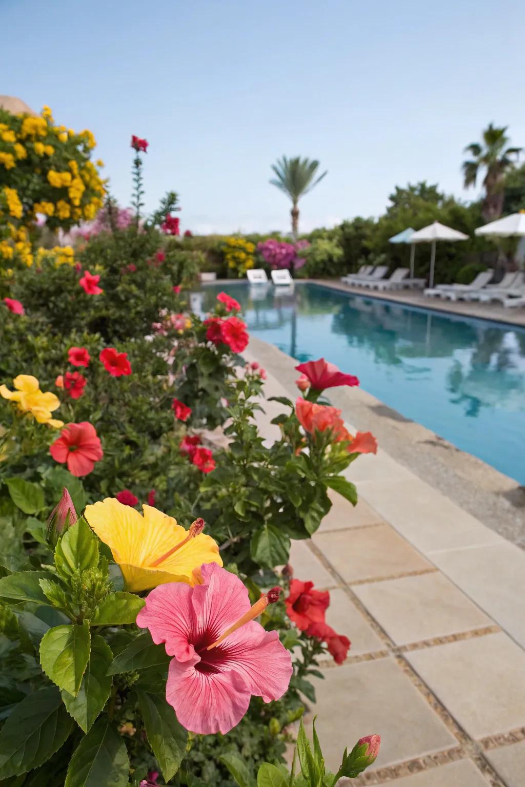 Hibiscus blooms infuse dynamic color and vitality into your poolside.