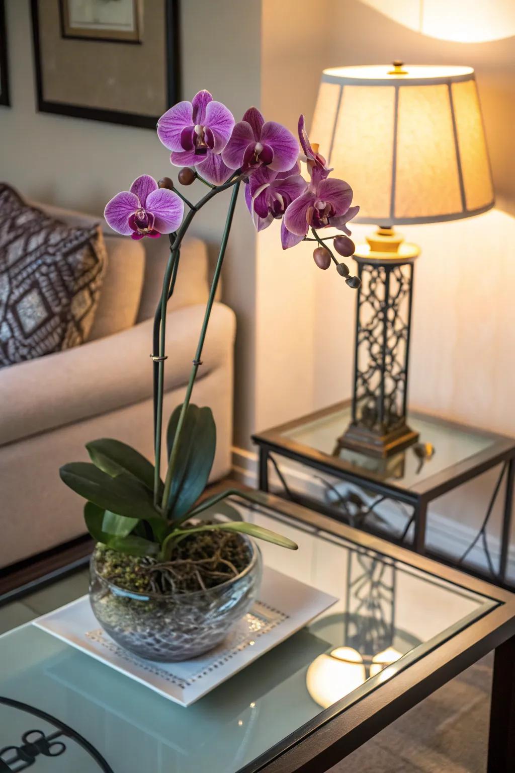Exquisite orchids, ideal for adding elegance to any room.