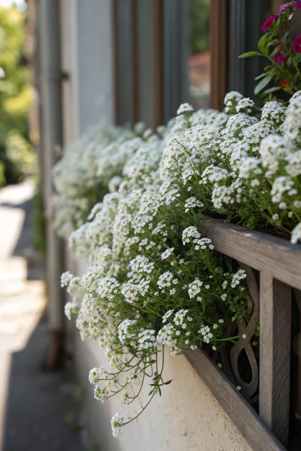 Sweet Alyssum offers beauty and a lovely scent.