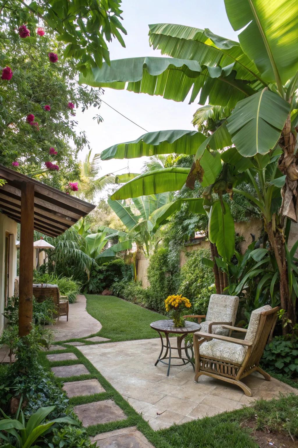 Elevate your patio using the tropical allure of banana trees.