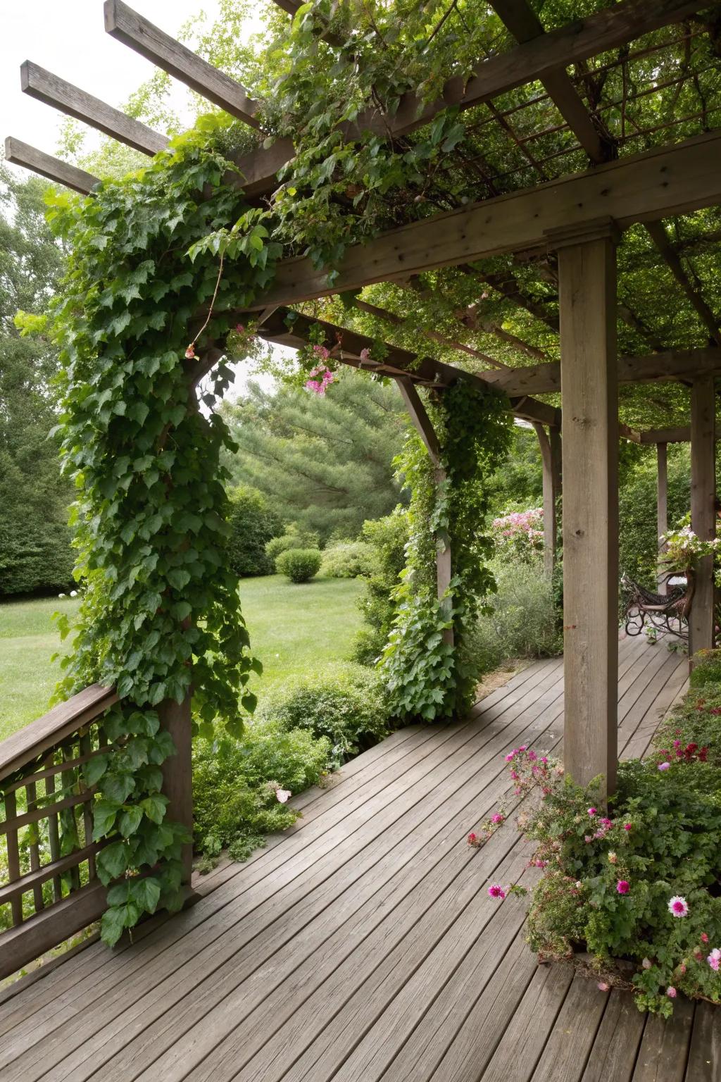 A pergola featuring climbing flora, integrating nature into the design.
