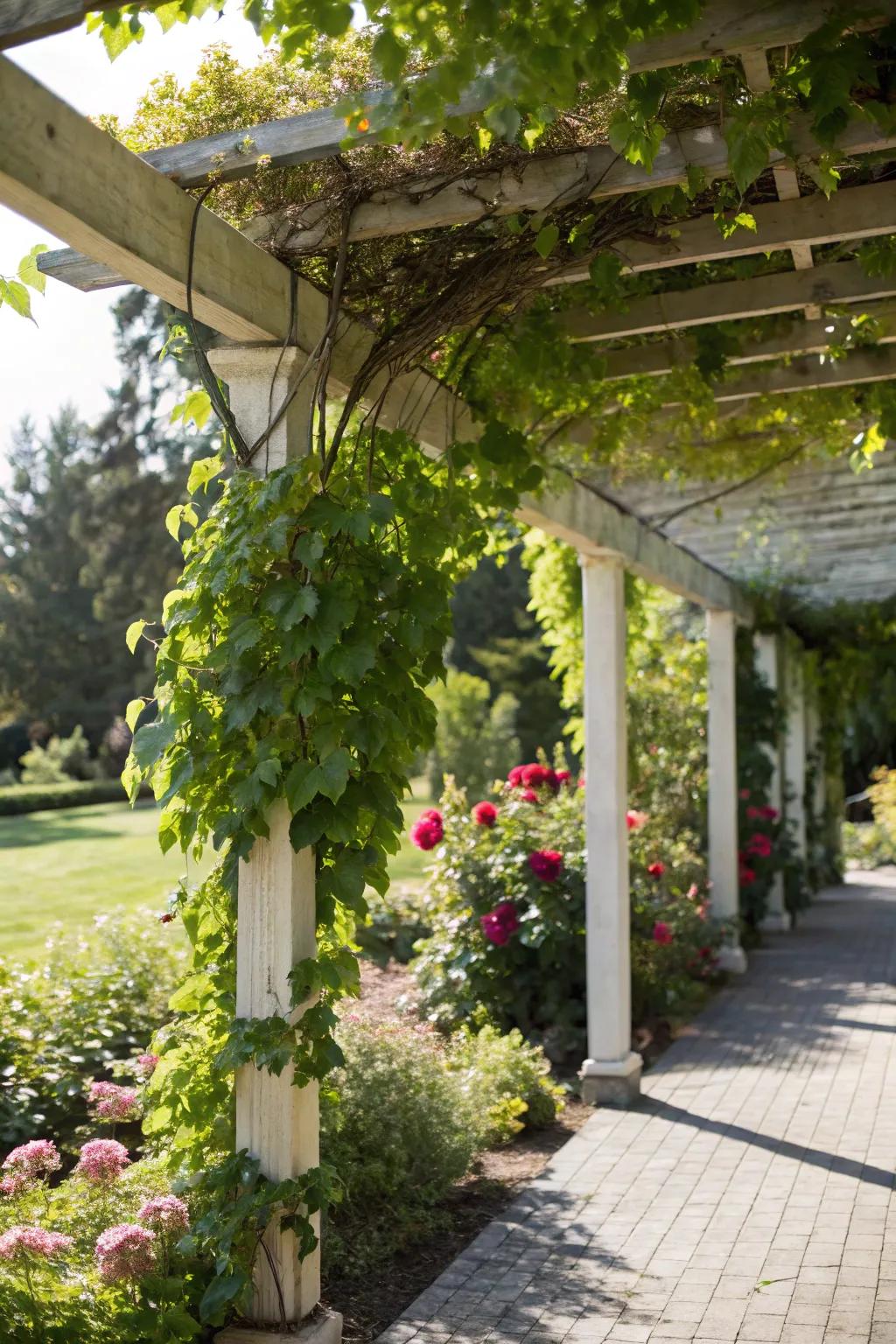 Natural greenery strengthens the pergola's connection to the garden.